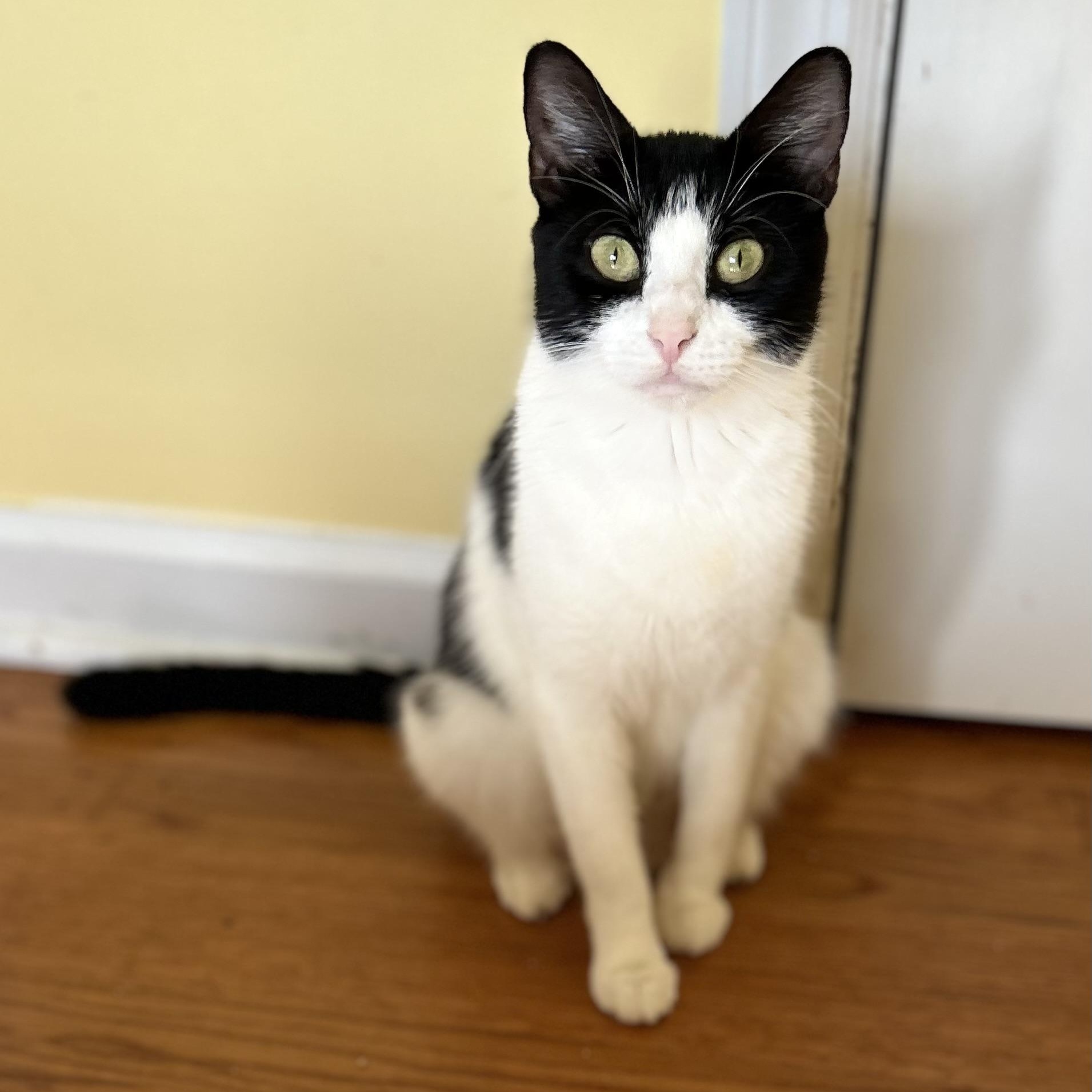Enlarge Iona, a Adoptable Domestic Short Hair in Norwalk, CT image 3/6