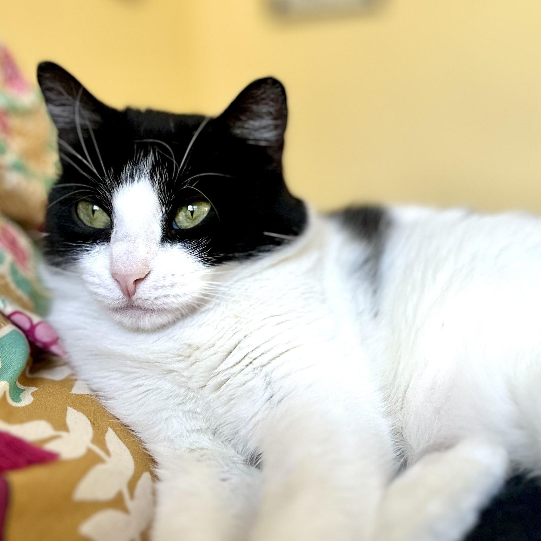 Iona, Adoptable, Young Female Domestic Short Hair.