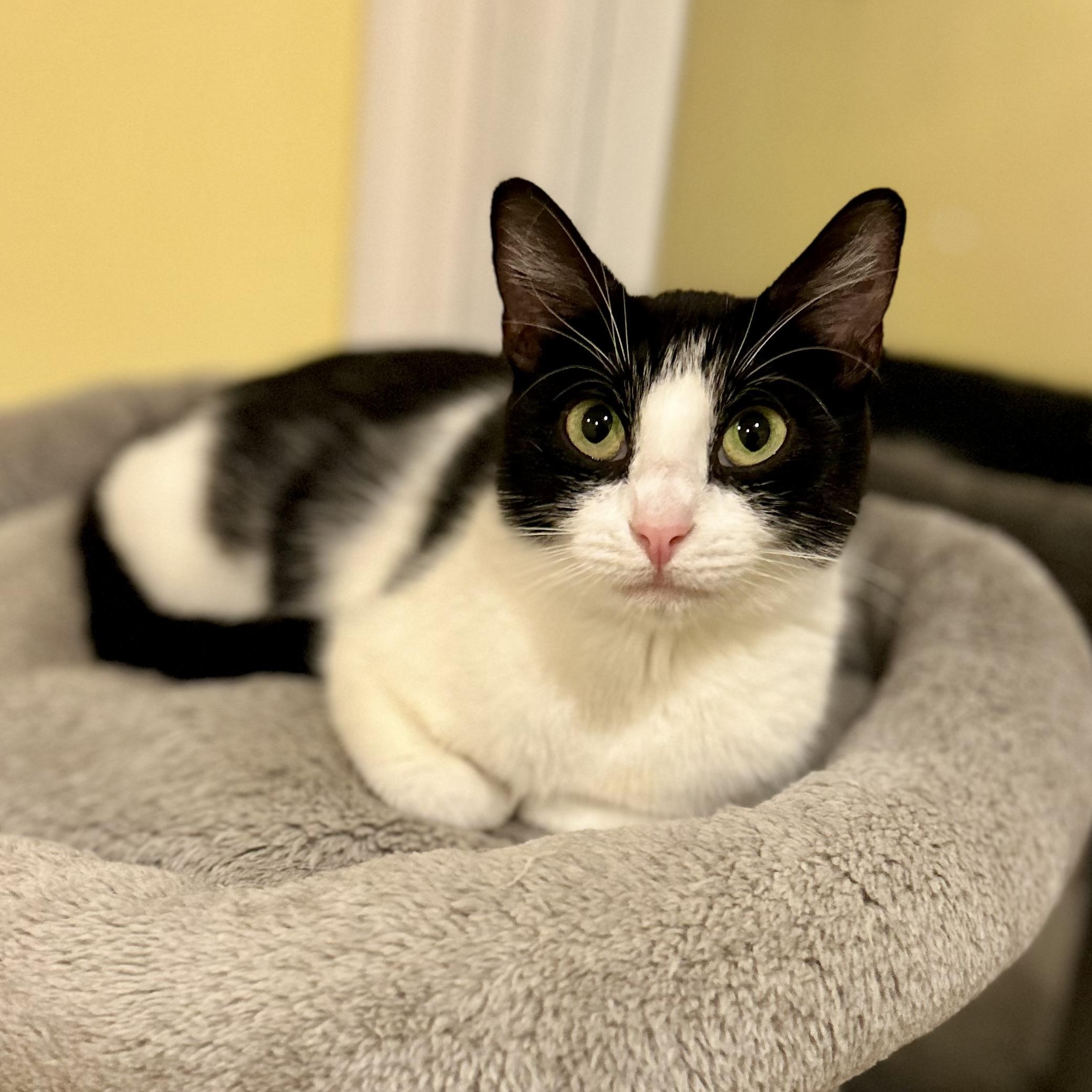 Enlarge Iona, a Adoptable Domestic Short Hair in Norwalk, CT image 2/6