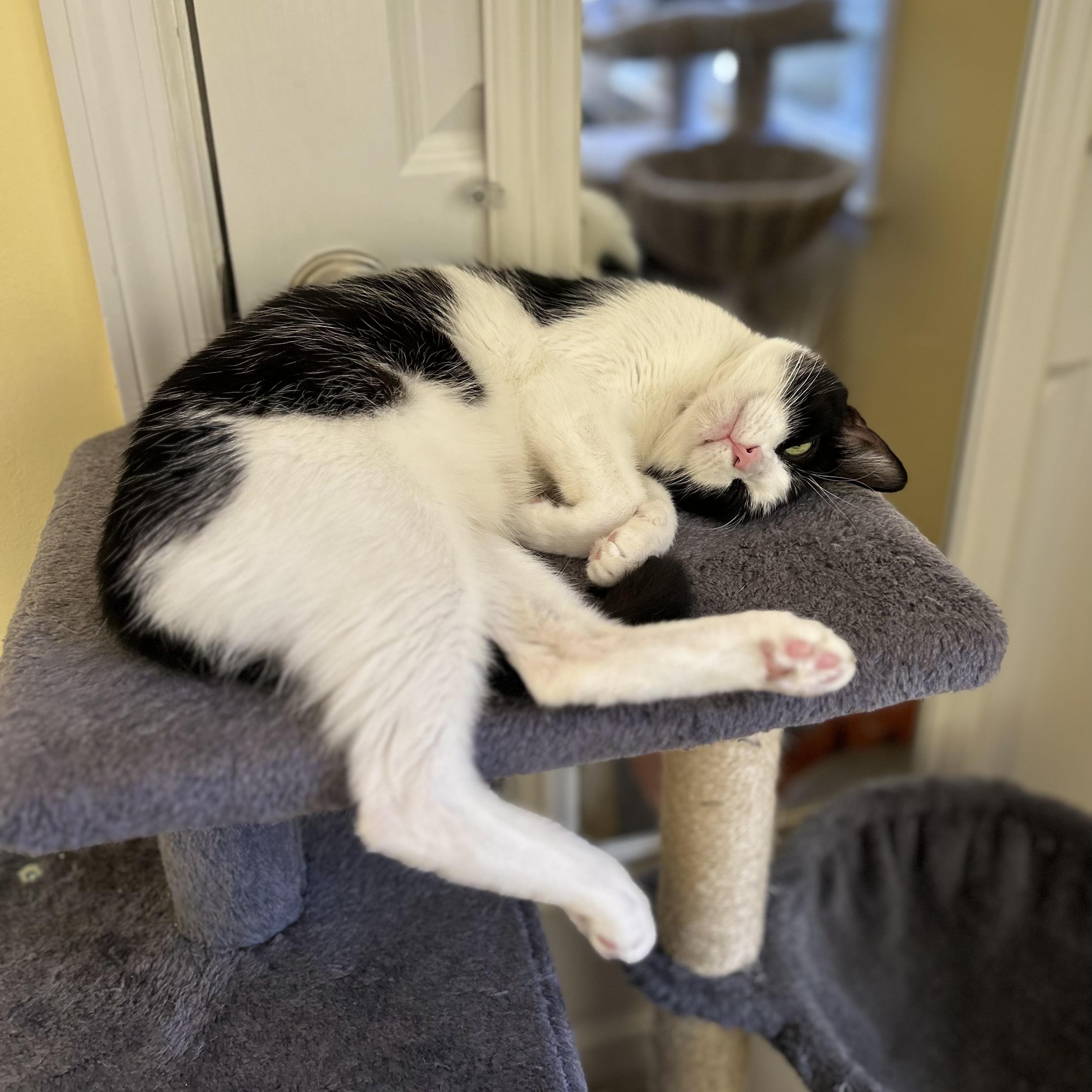 Enlarge Iona, a Adoptable Domestic Short Hair in Norwalk, CT image 4/6