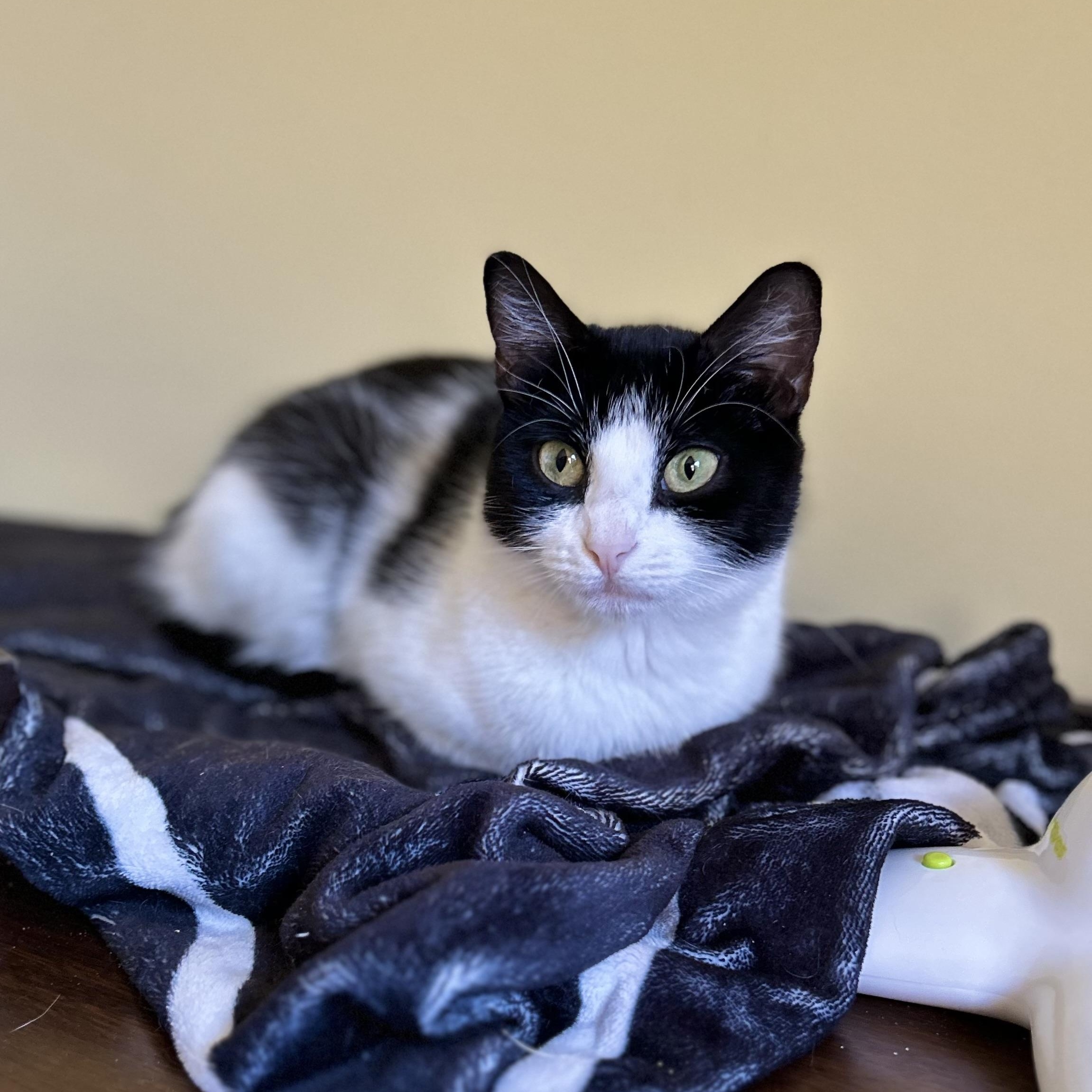 Enlarge Iona, a Adoptable Domestic Short Hair in Norwalk, CT image 5/6