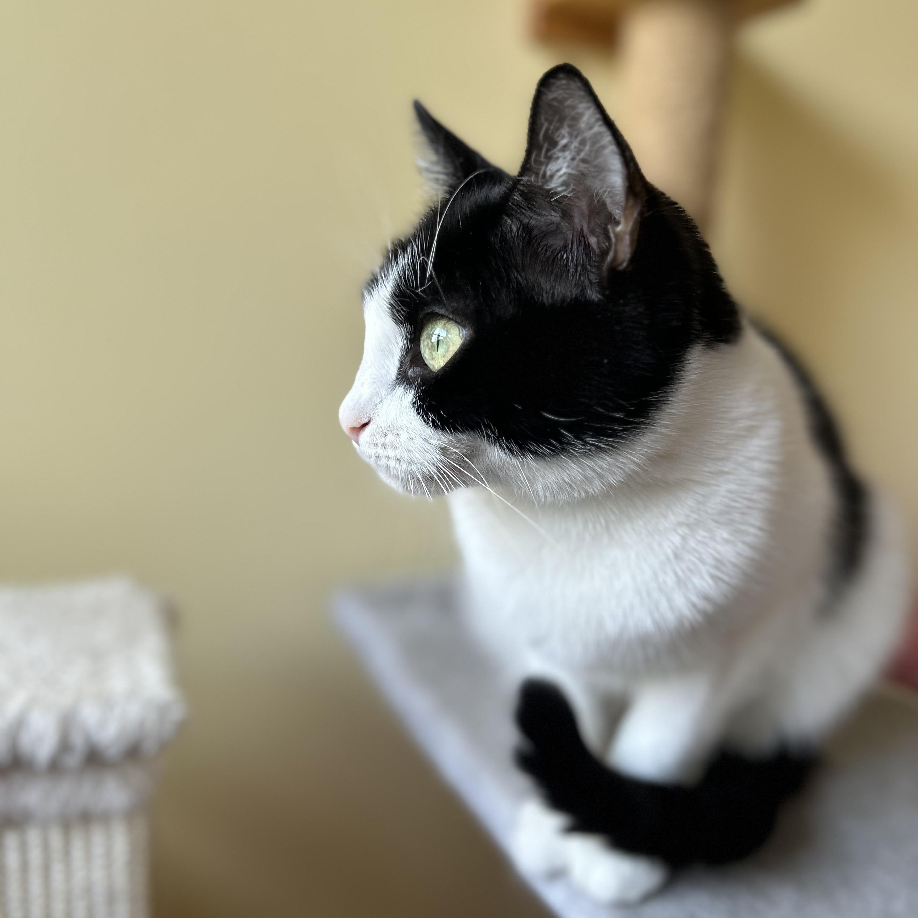 Enlarge Iona, a Adoptable Domestic Short Hair in Norwalk, CT image 6/6