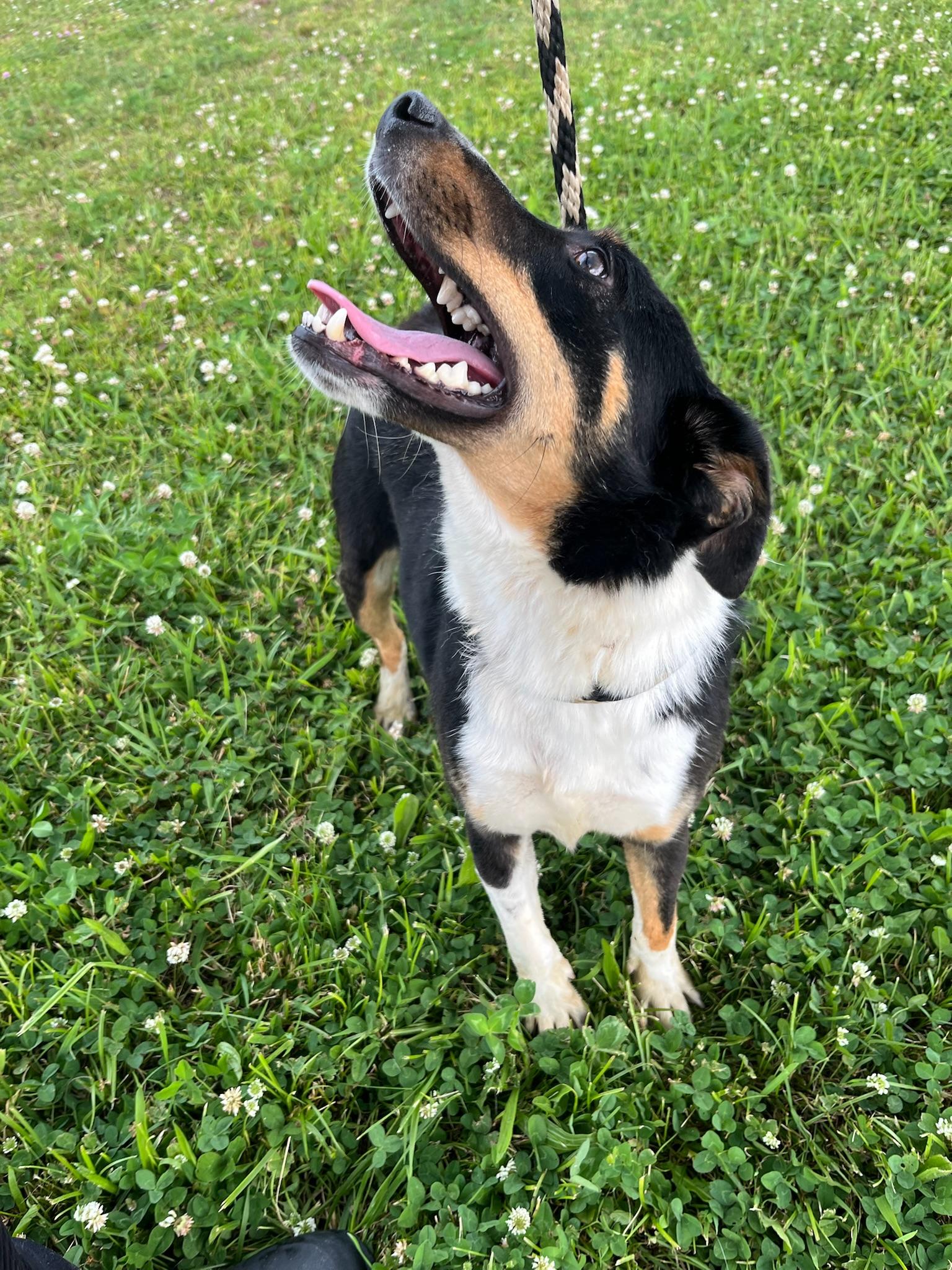 Poppy, a ADOPTABLE mixed breed in Sunbright, TN image 2/2