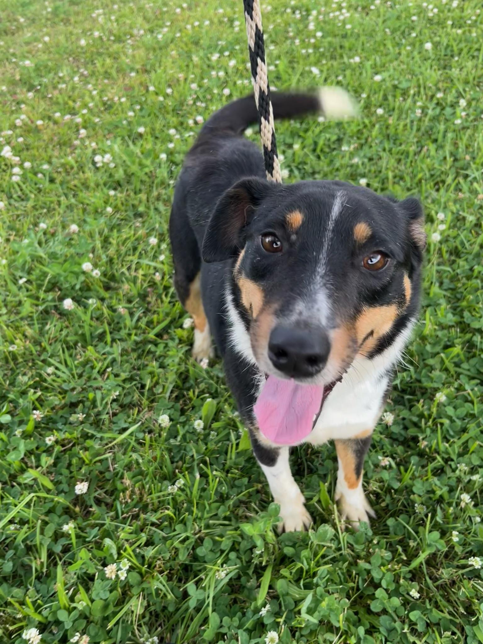 Poppy, ADOPTABLE, Adult Female Border Collie.