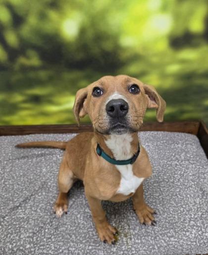 Enlarge Chester, a Adoptable mixed breed in Munster, IN image 1/1