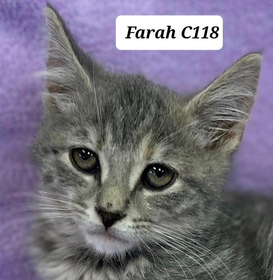 Enlarge Farah, a Adoptable Domestic Short Hair in Morganton, NC image 1/1