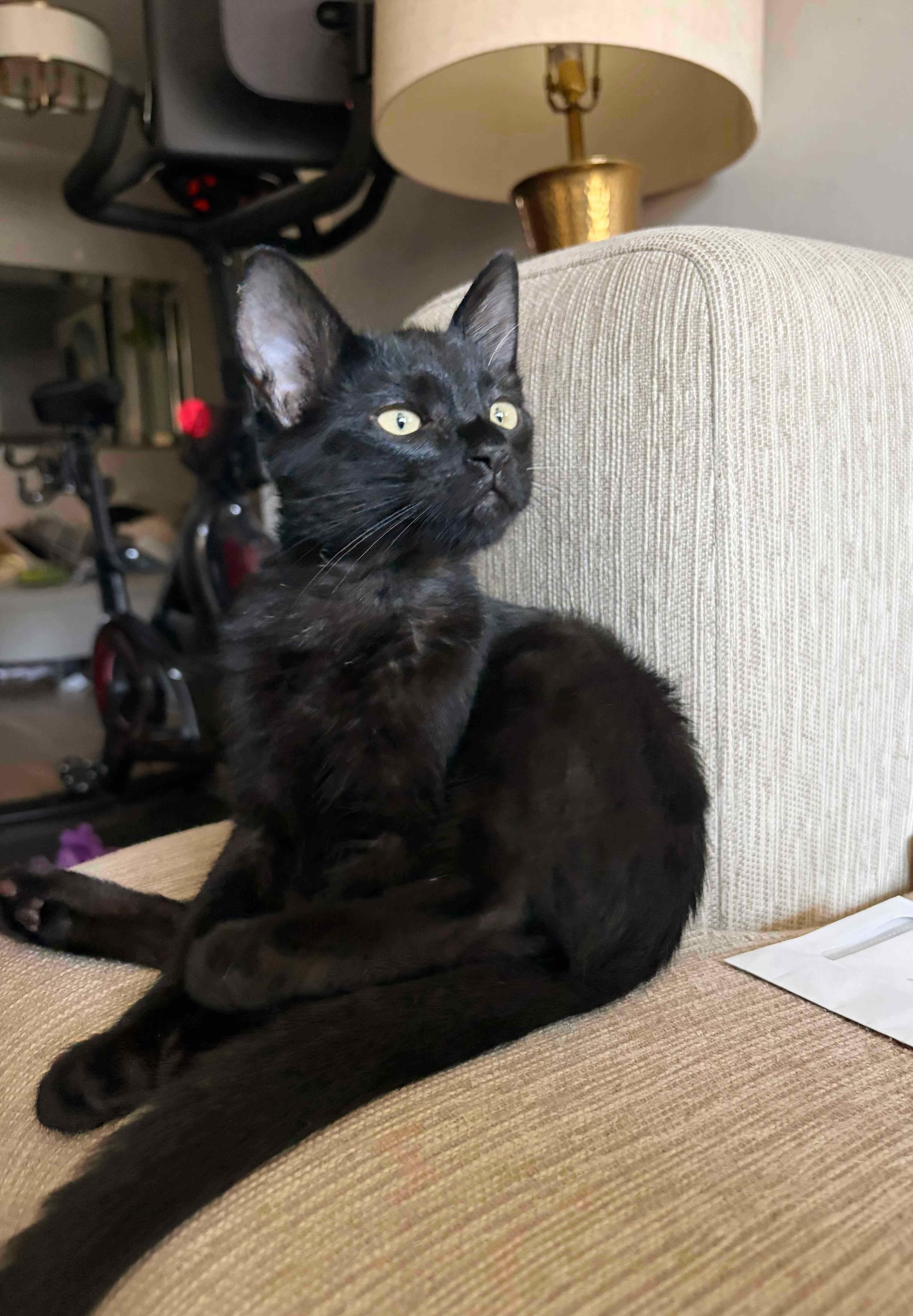Enlarge Ezra N. — A Kitten Who Loves to Be Near You, an adopted American Shorthair in New York, NY image 4/6