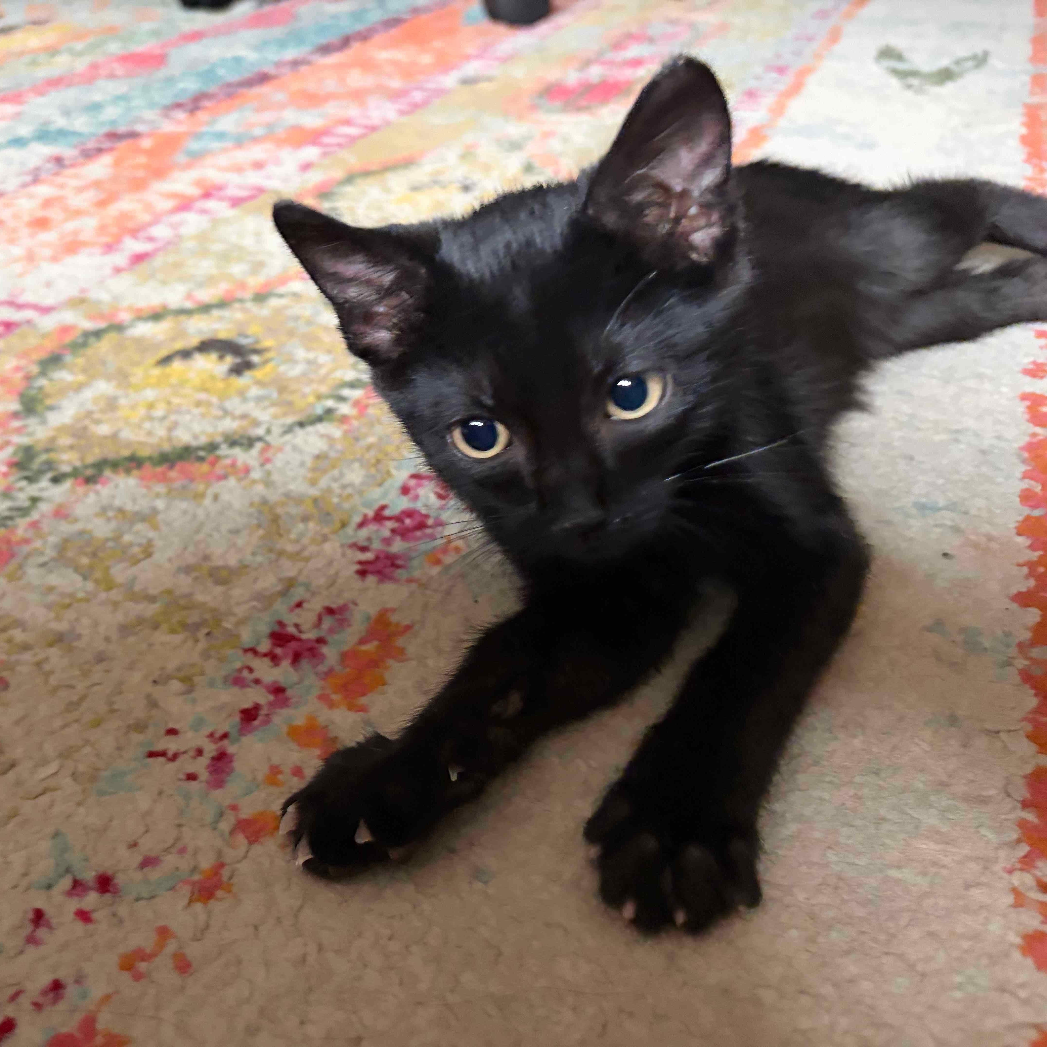 Enlarge Ezra N. — A Kitten Who Loves to Be Near You, an adopted American Shorthair in New York, NY image 1/6