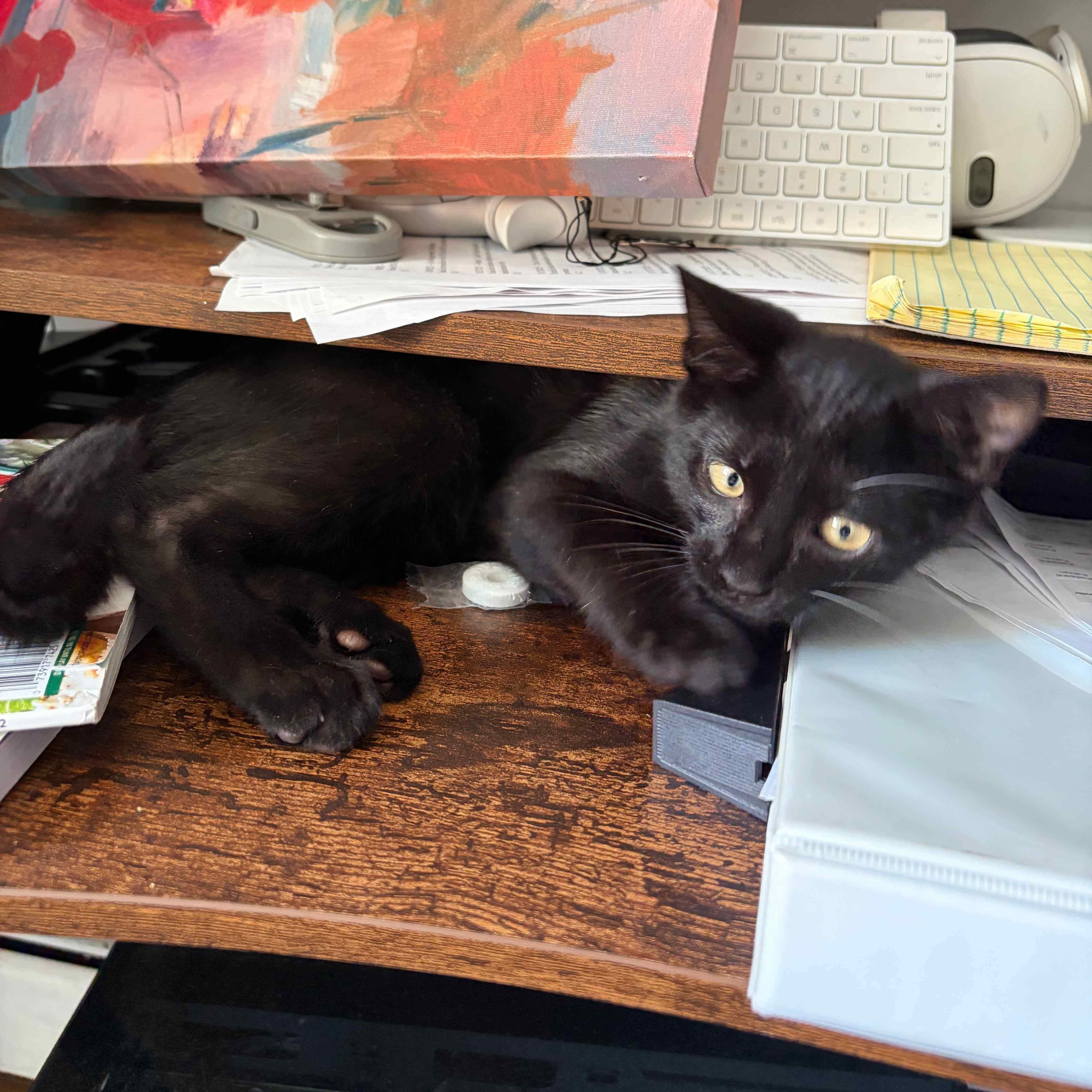 Enlarge Ezra N. — A Kitten Who Loves to Be Near You, an adopted American Shorthair in New York, NY image 2/6