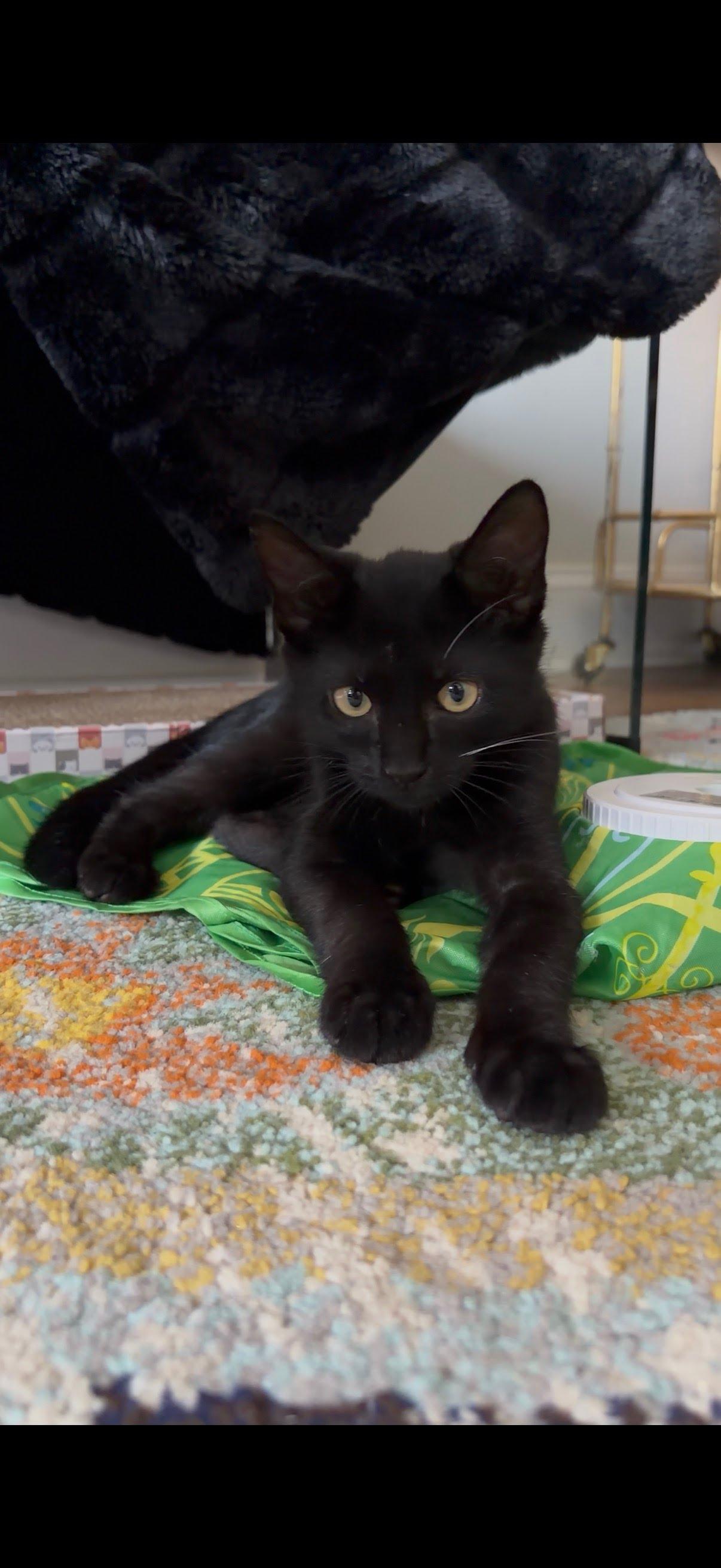 Enlarge Ezra N. — A Kitten Who Loves to Be Near You, an adopted American Shorthair in New York, NY image 6/6