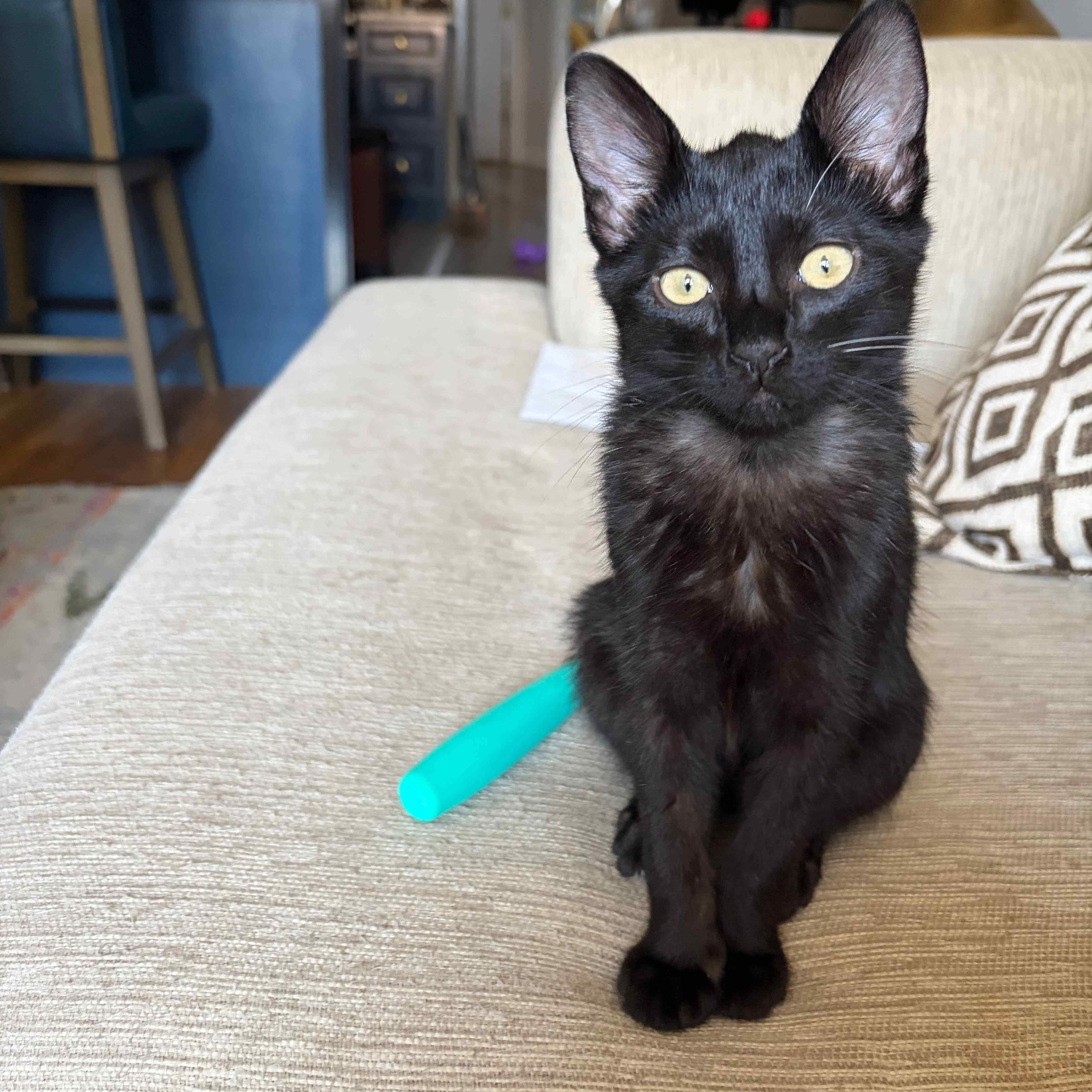 Enlarge Ezra N. — A Kitten Who Loves to Be Near You, an adopted American Shorthair in New York, NY image 3/6