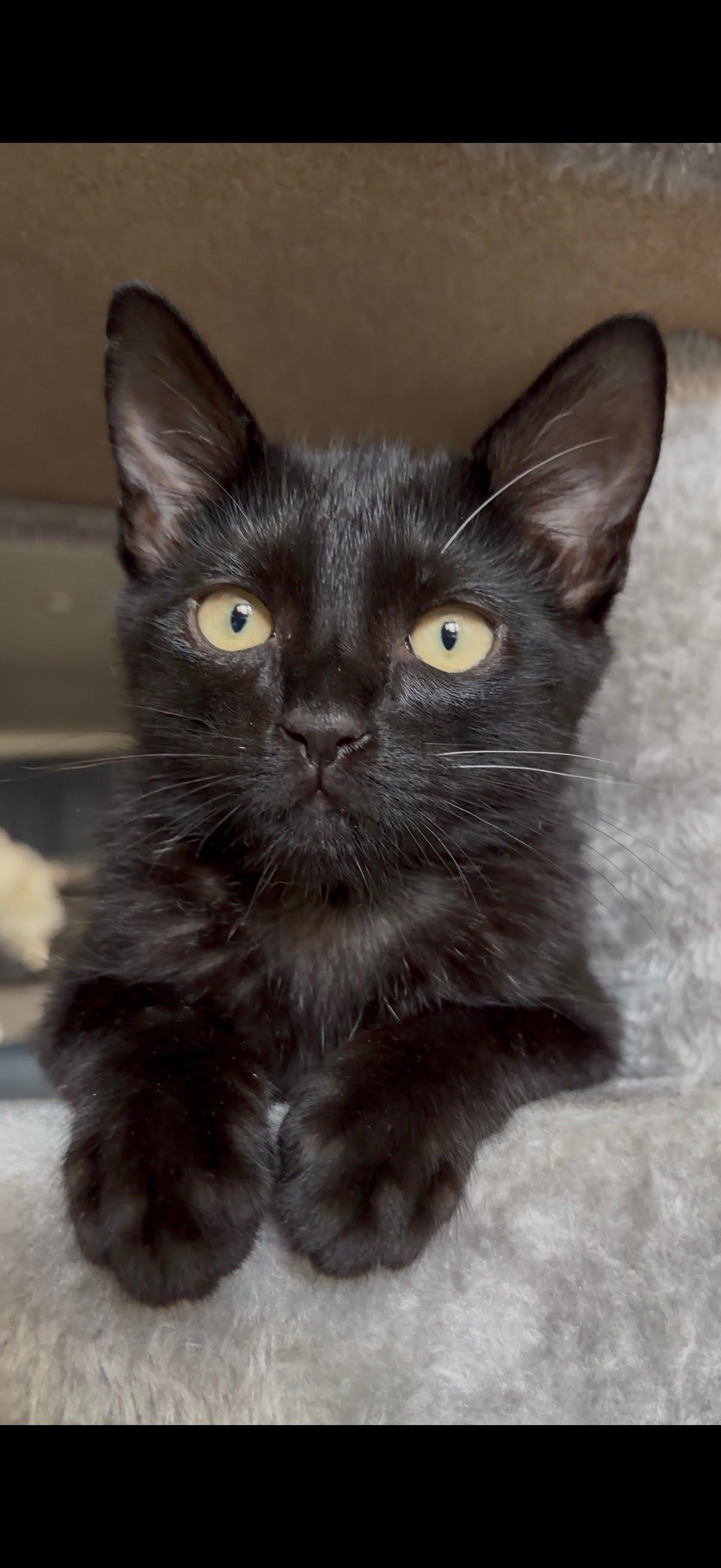 Enlarge Ezra N. — A Kitten Who Loves to Be Near You, an adopted American Shorthair in New York, NY image 5/6