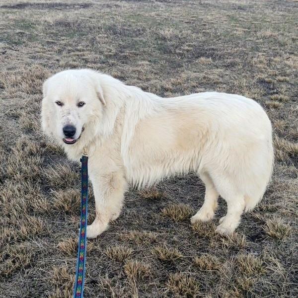 Enlarge Buckaroo Samboy DFW, a Adoptable Great Pyrenees in Quinlan, TX image 1/6