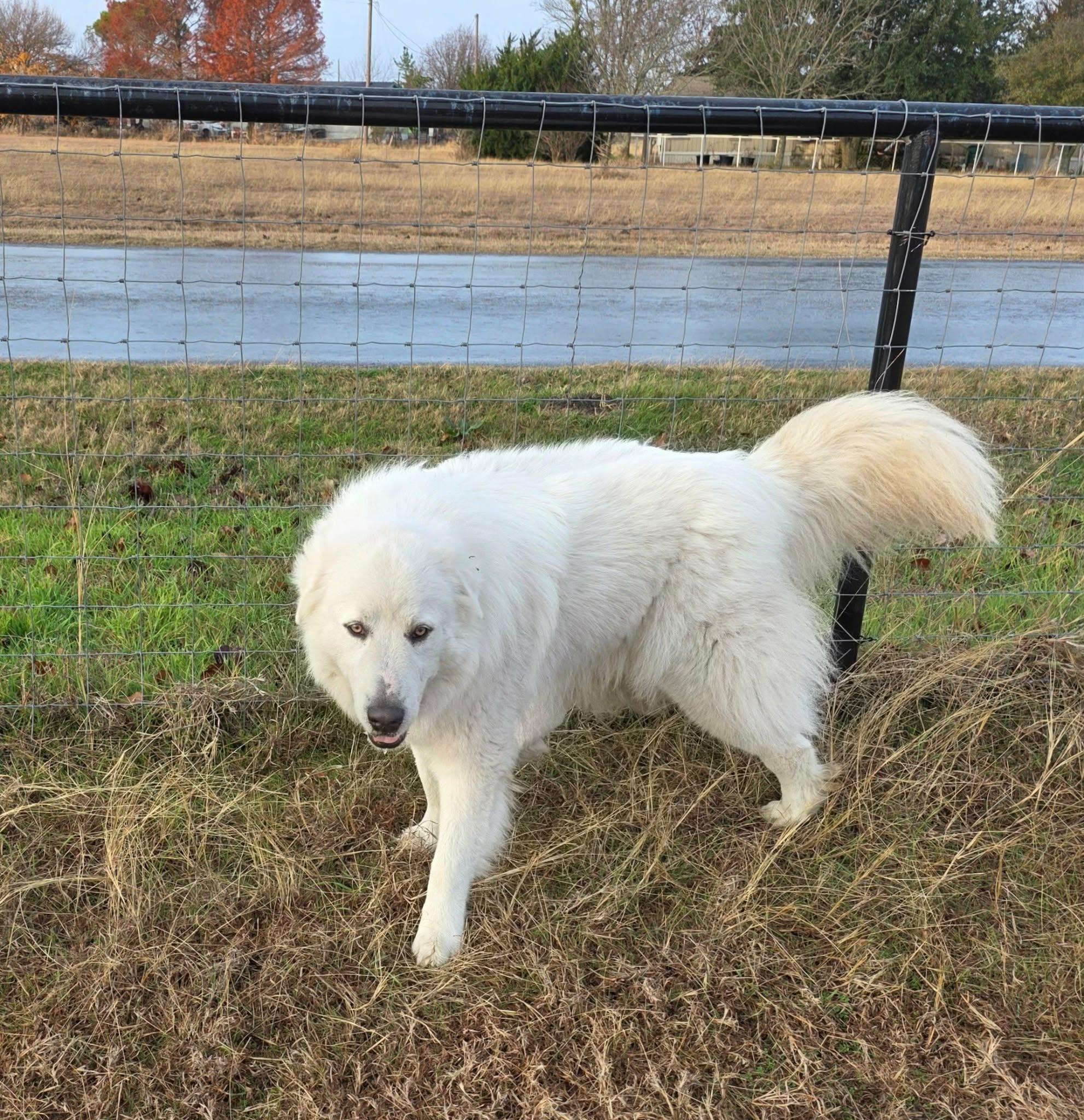 Enlarge Buckaroo Samboy DFW, a Adoptable Great Pyrenees in Quinlan, TX image 2/6