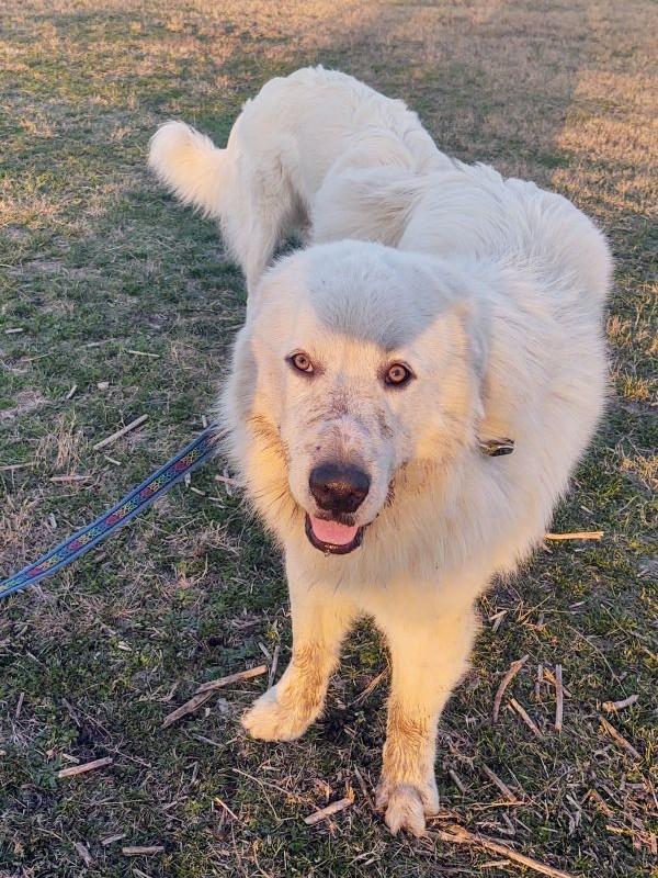 Enlarge Buckaroo Samboy DFW, a Adoptable Great Pyrenees in Quinlan, TX image 3/6