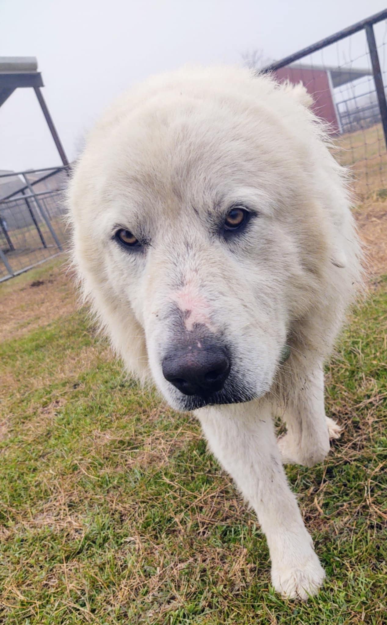 Enlarge Buckaroo Samboy DFW, a Adoptable Great Pyrenees in Quinlan, TX image 4/6