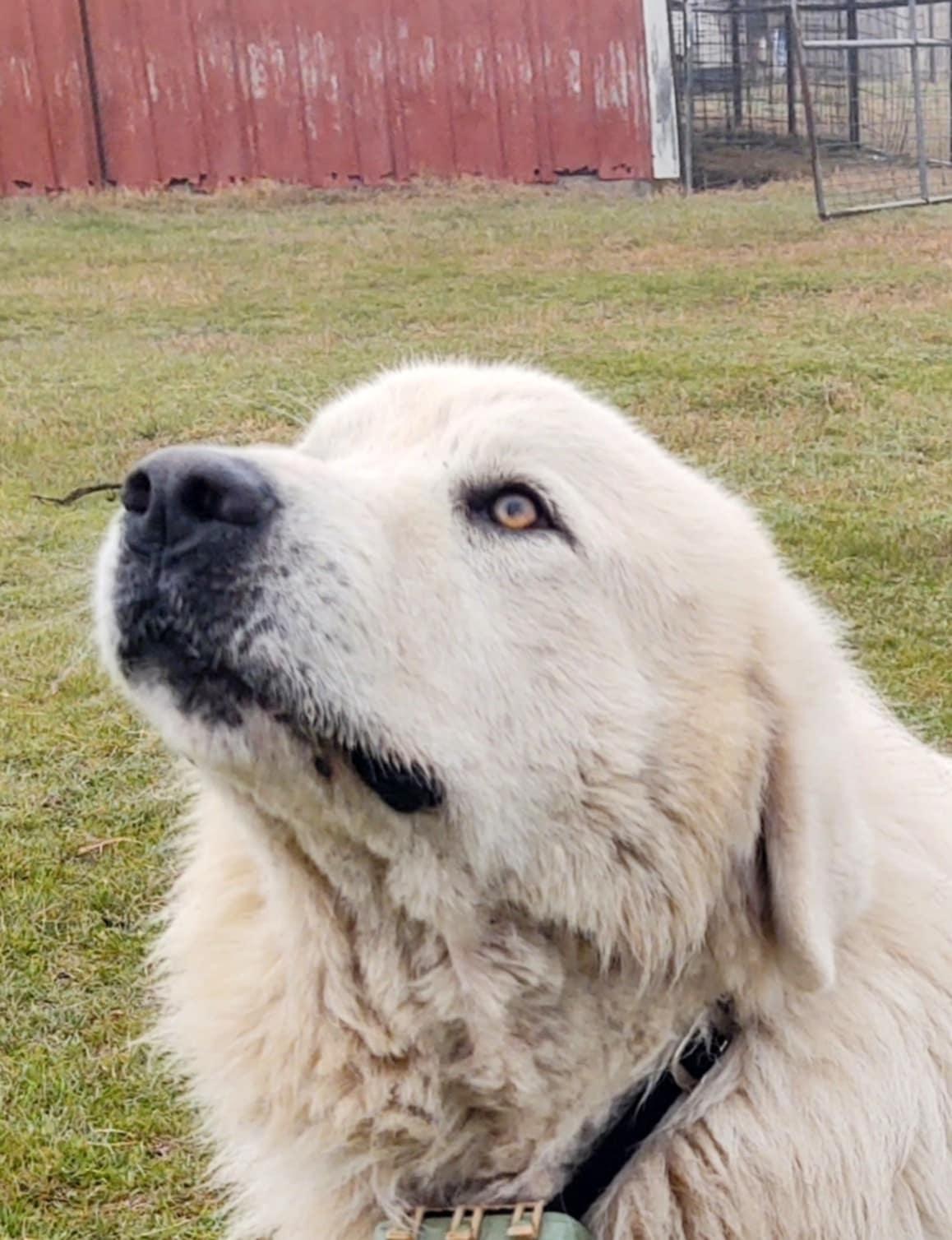 Enlarge Buckaroo Samboy DFW, a Adoptable Great Pyrenees in Quinlan, TX image 5/6