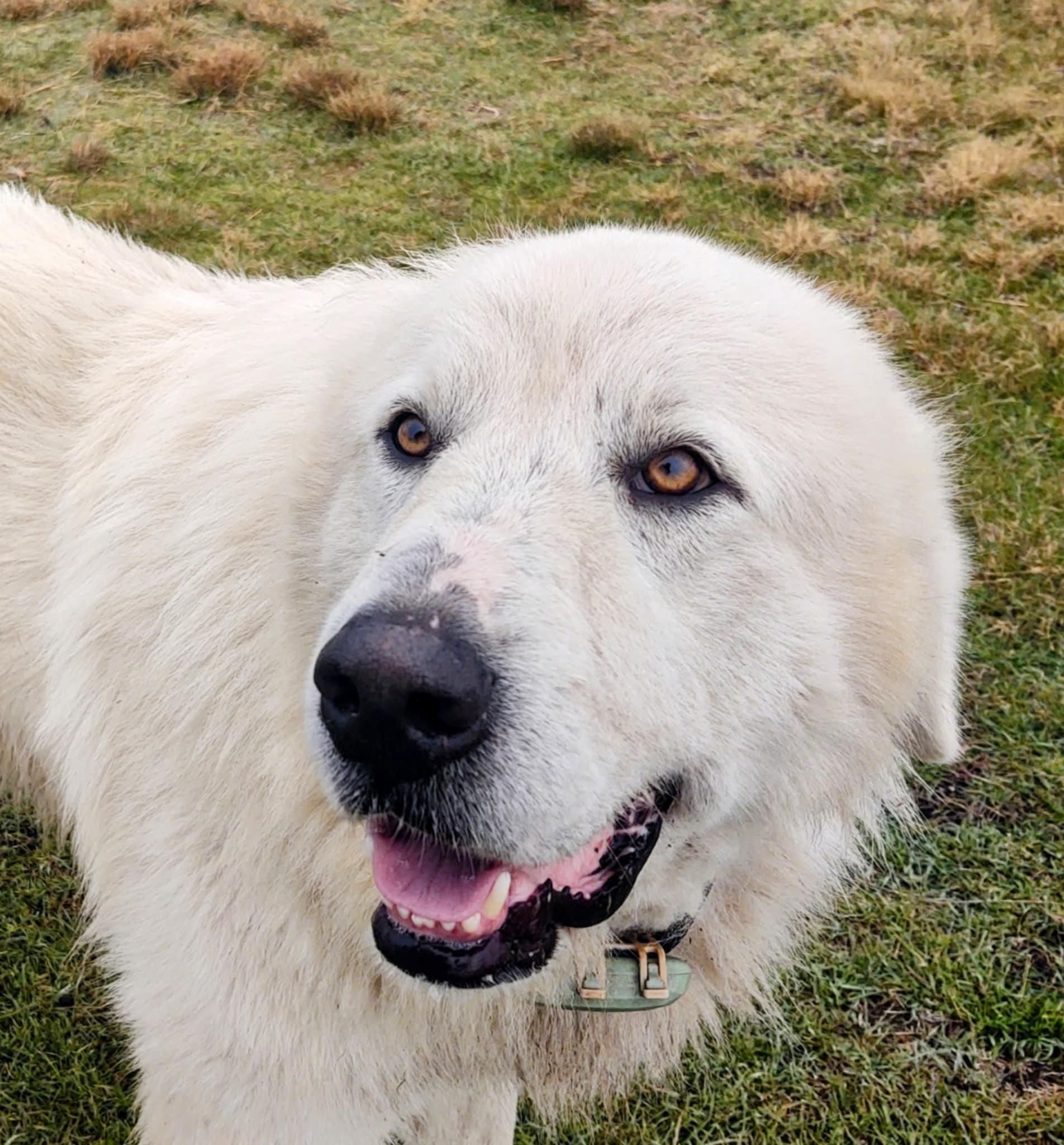 Enlarge Buckaroo Samboy DFW, a Adoptable Great Pyrenees in Quinlan, TX image 6/6