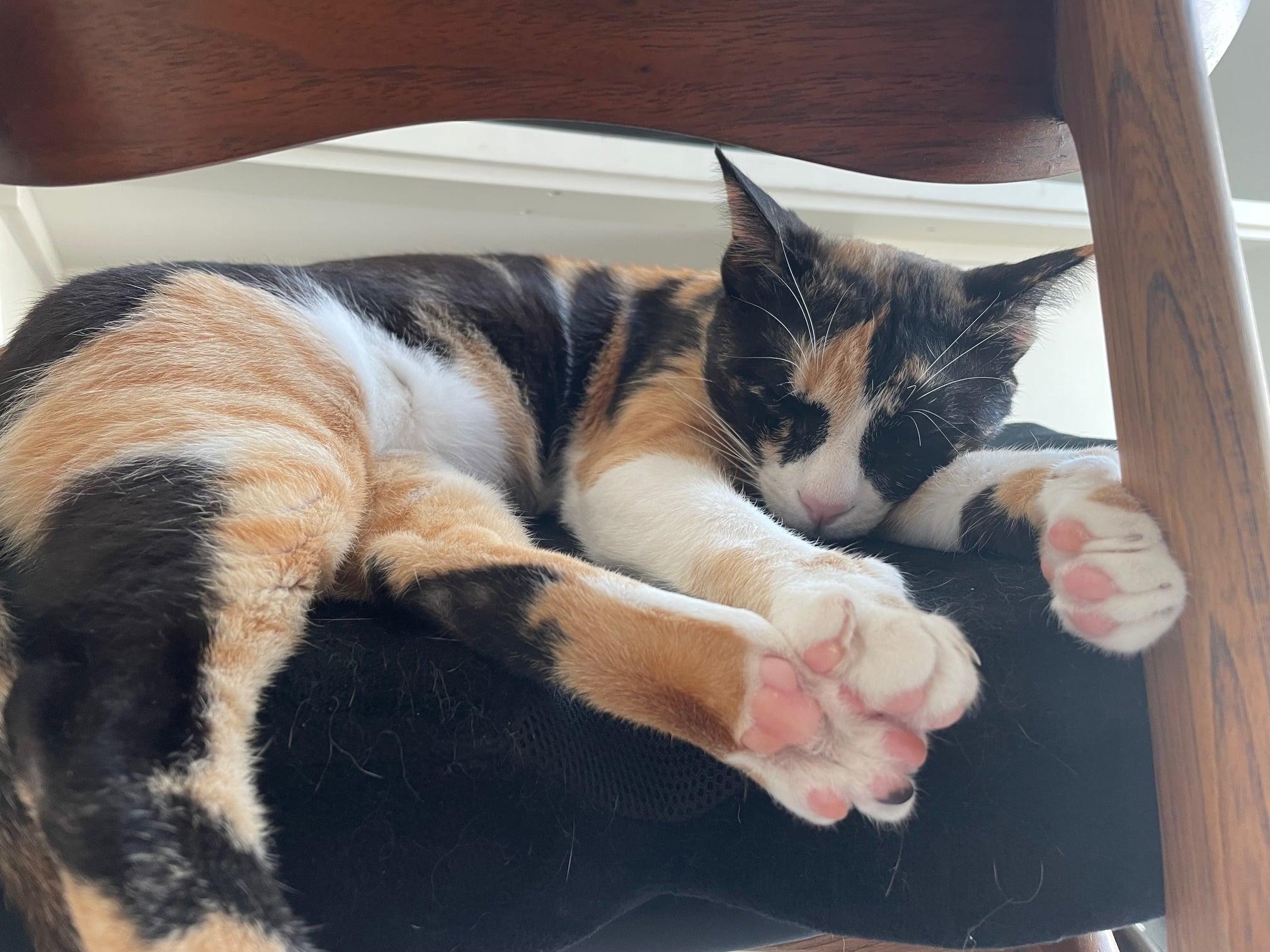 Enlarge Moki, a Adoptable Domestic Short Hair in Mississauga, ON image 4/6