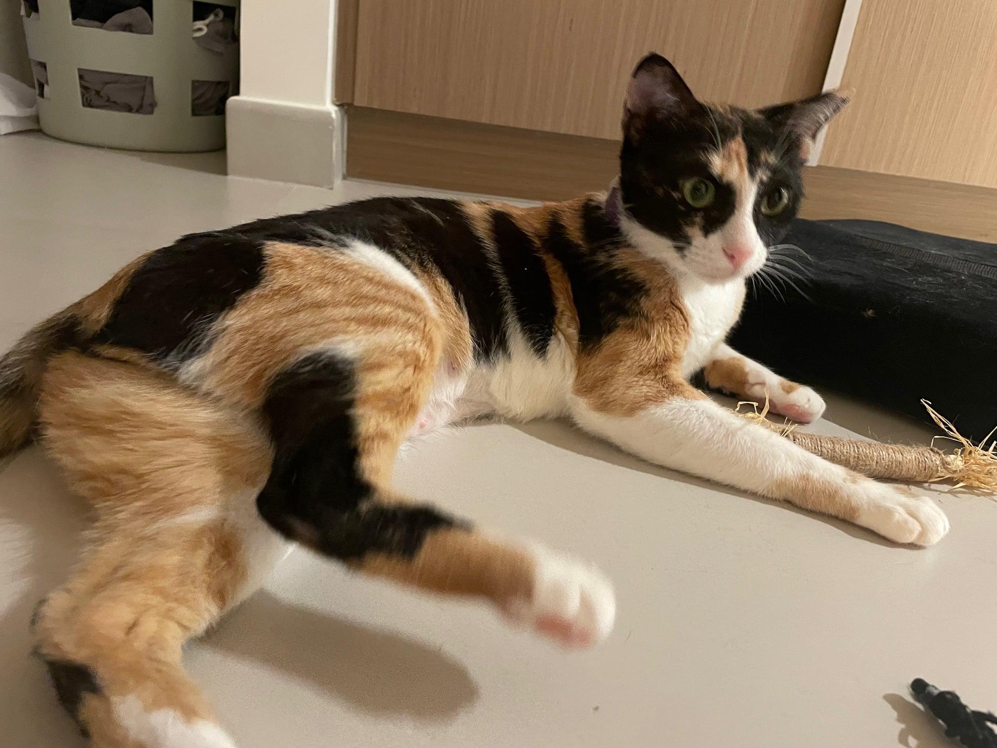 Enlarge Moki, a Adoptable Domestic Short Hair in Mississauga, ON image 5/6