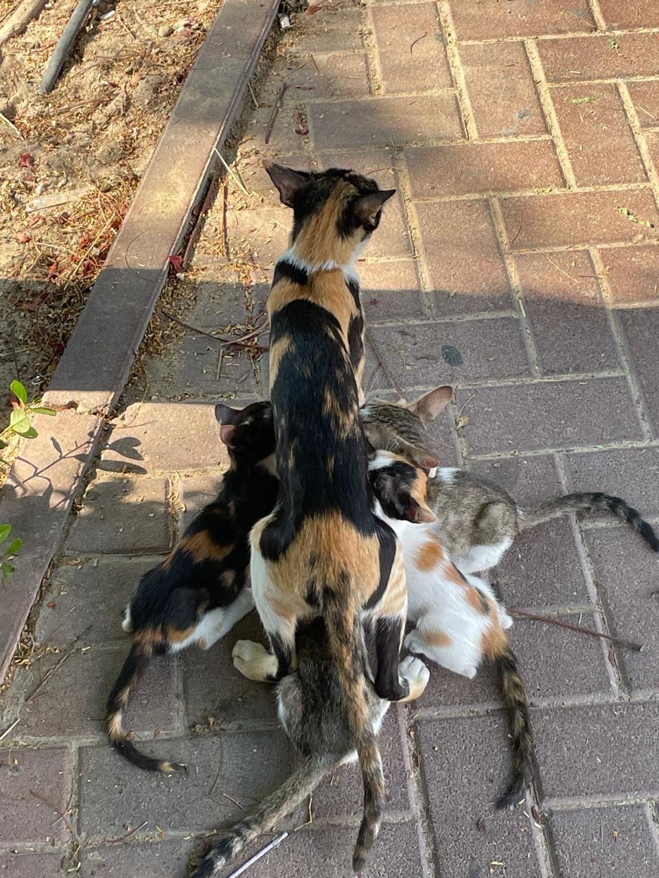 Enlarge Moki, a Adoptable Domestic Short Hair in Mississauga, ON image 6/6