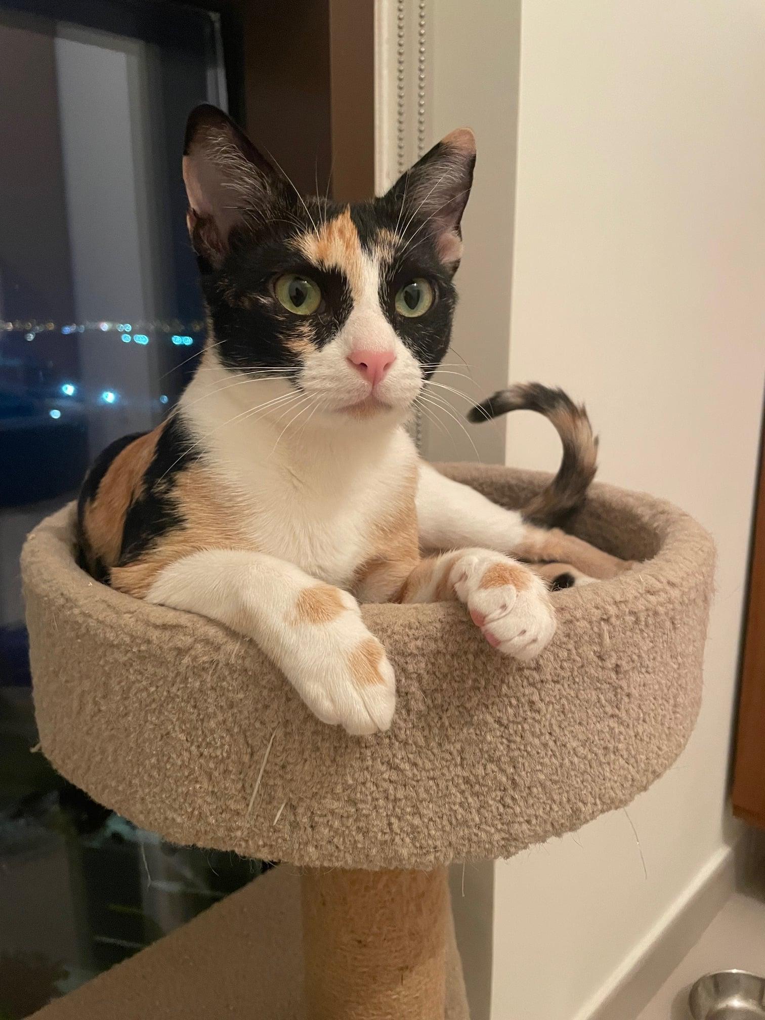 Enlarge Moki, a Adoptable Domestic Short Hair in Mississauga, ON image 2/6