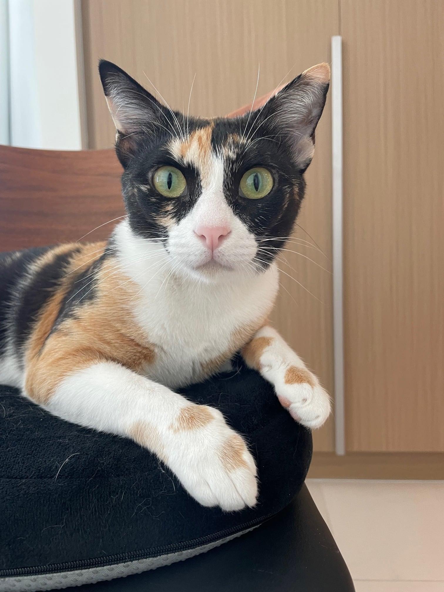 Moki, Adoptable, Young Female Domestic Short Hair.