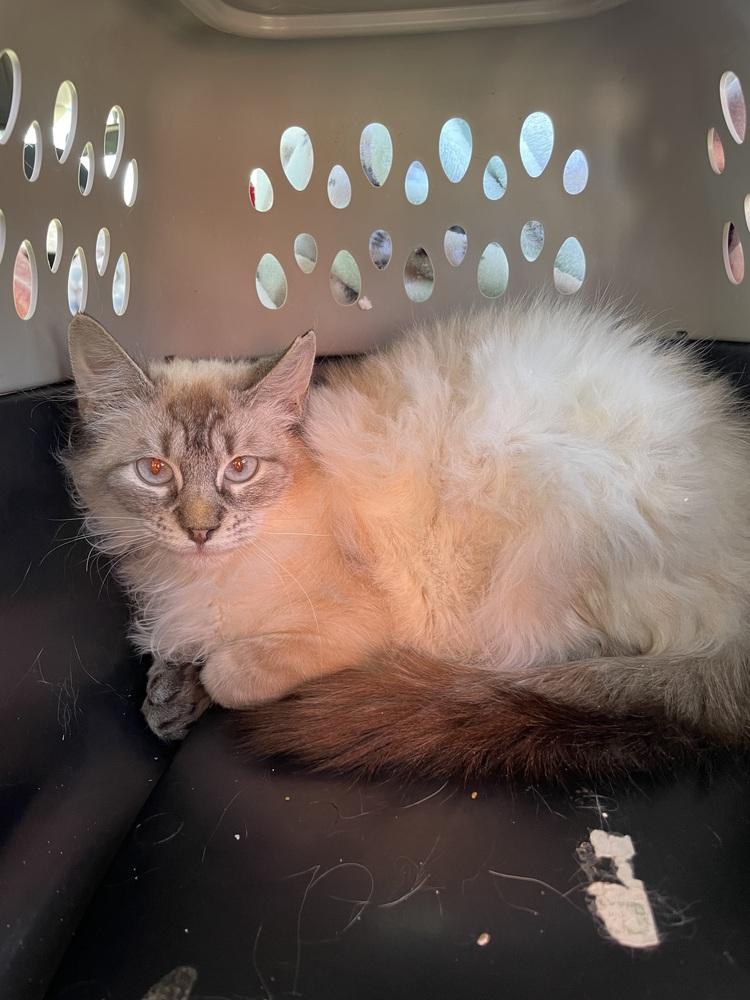 Jozie, Adoptable, Kitten Female Domestic Medium Hair.