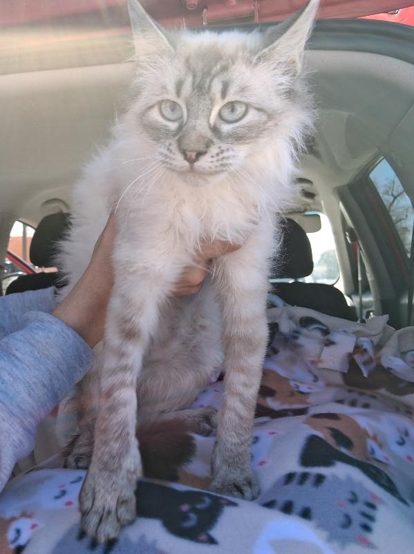 Enlarge Jozie, a Adoptable Domestic Medium Hair in Jemez Pueblo, NM image 2/2