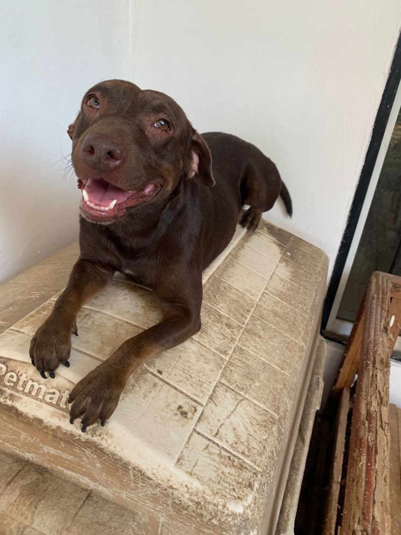 Enlarge Canela, a Adoptable mixed breed in Portland, OR image 3/5