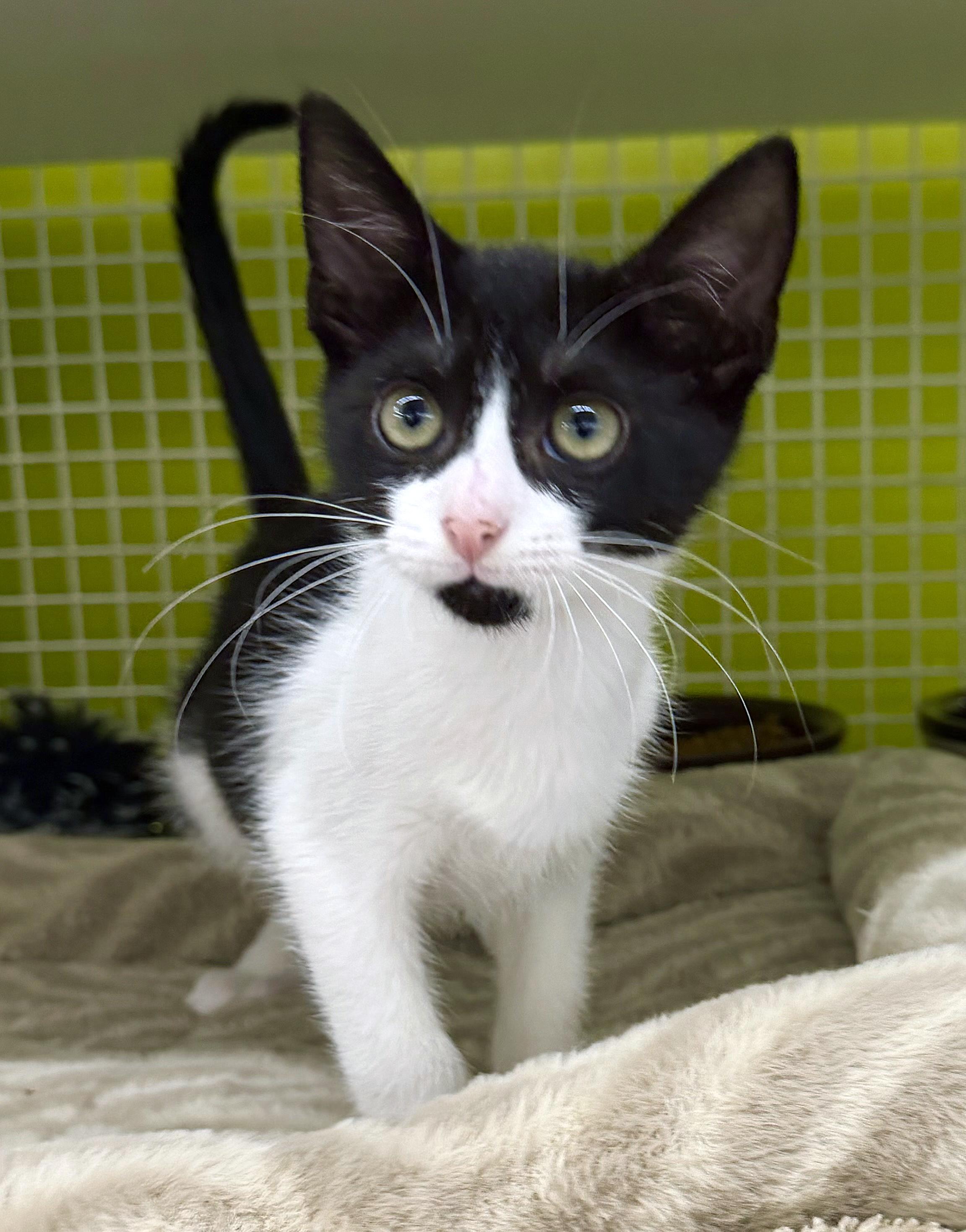 Jasper, a ADOPTABLE mixed breed in Lake Monroe, FL image 1/5
