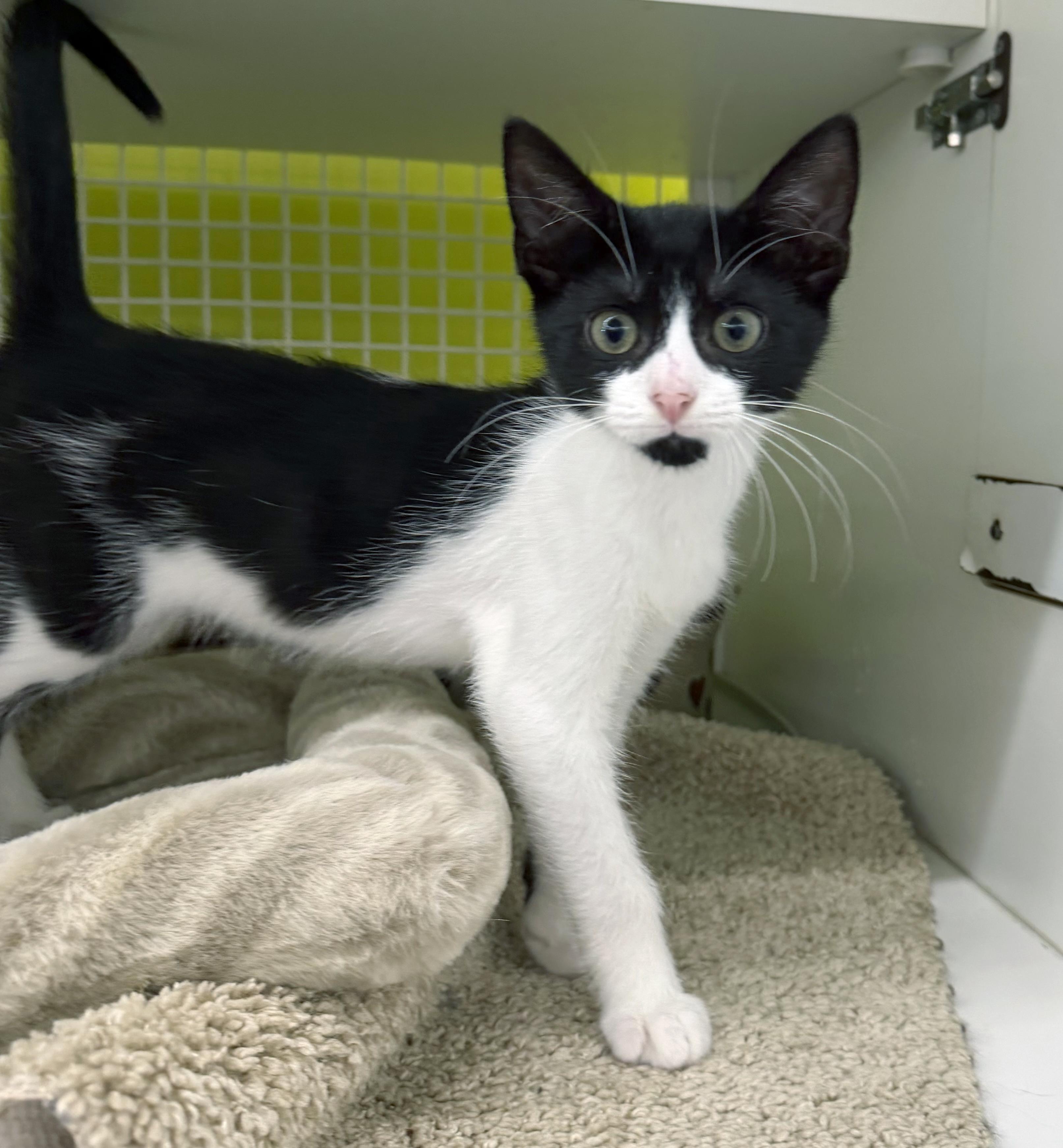 Jasper, a ADOPTABLE mixed breed in Lake Monroe, FL image 3/5