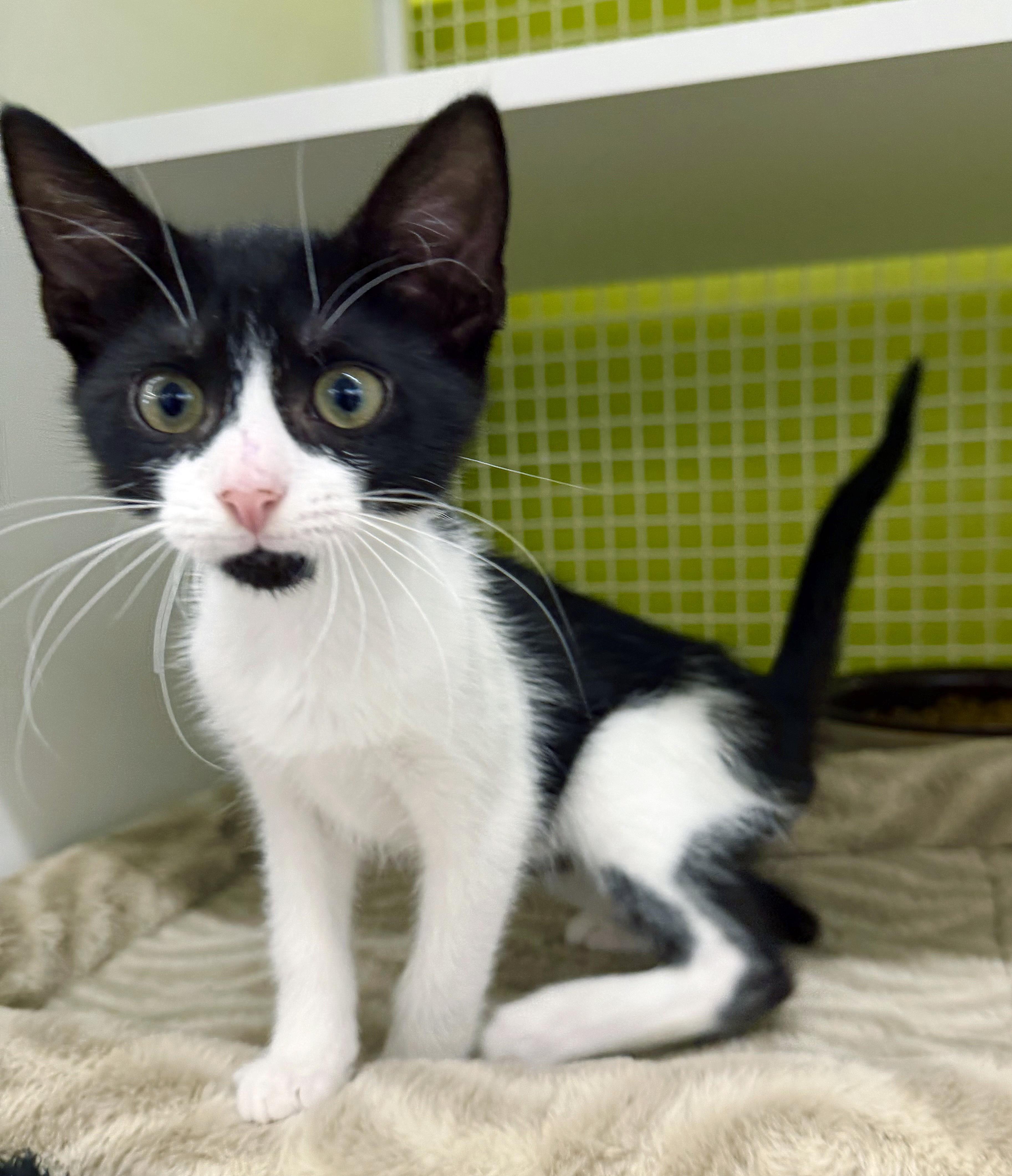 Jasper, a ADOPTABLE mixed breed in Lake Monroe, FL image 2/5