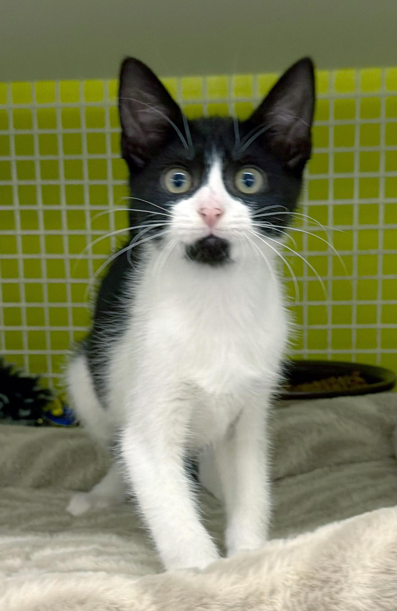 Jasper, a ADOPTABLE mixed breed in Lake Monroe, FL image 4/5