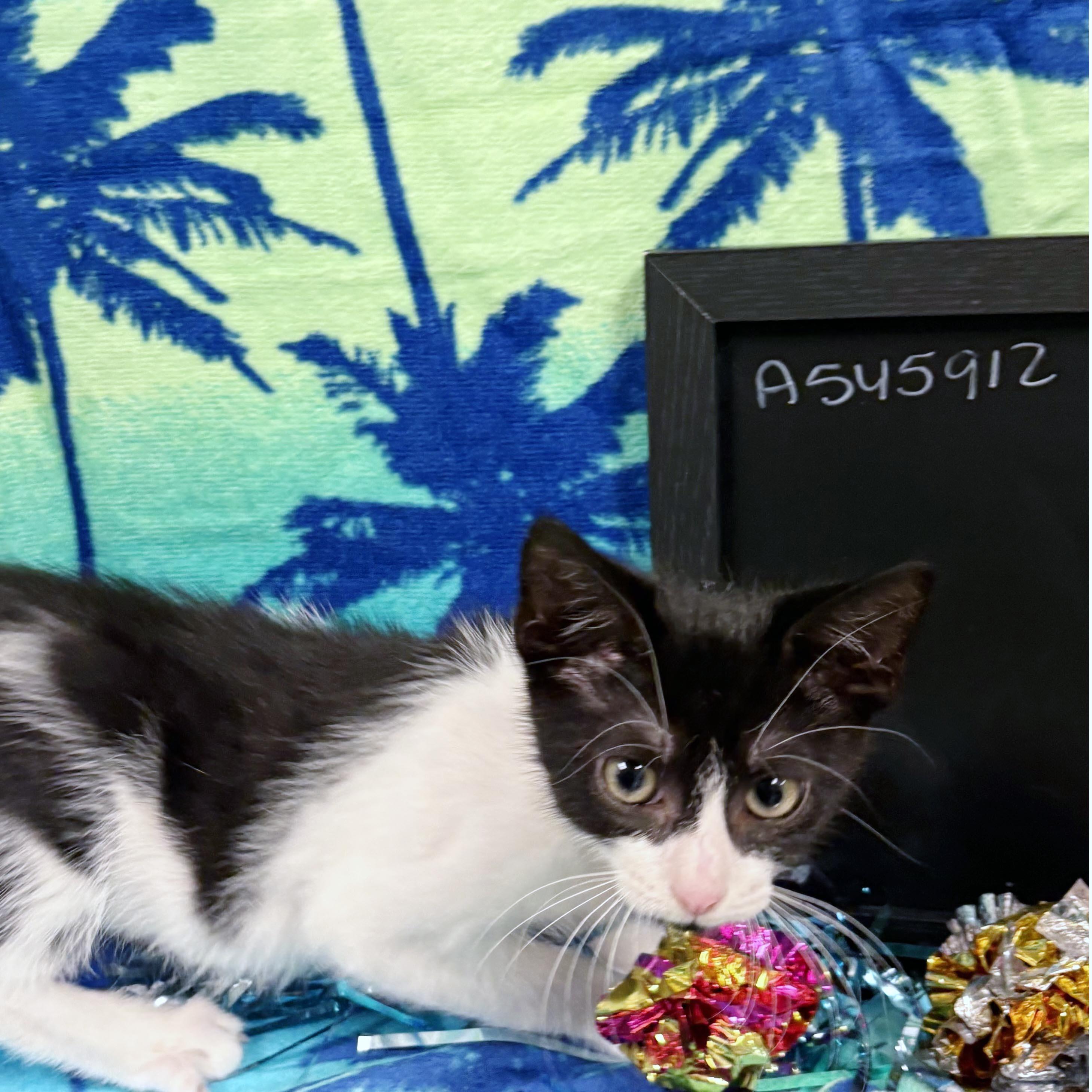 Jasper, a ADOPTABLE mixed breed in Lake Monroe, FL image 5/5