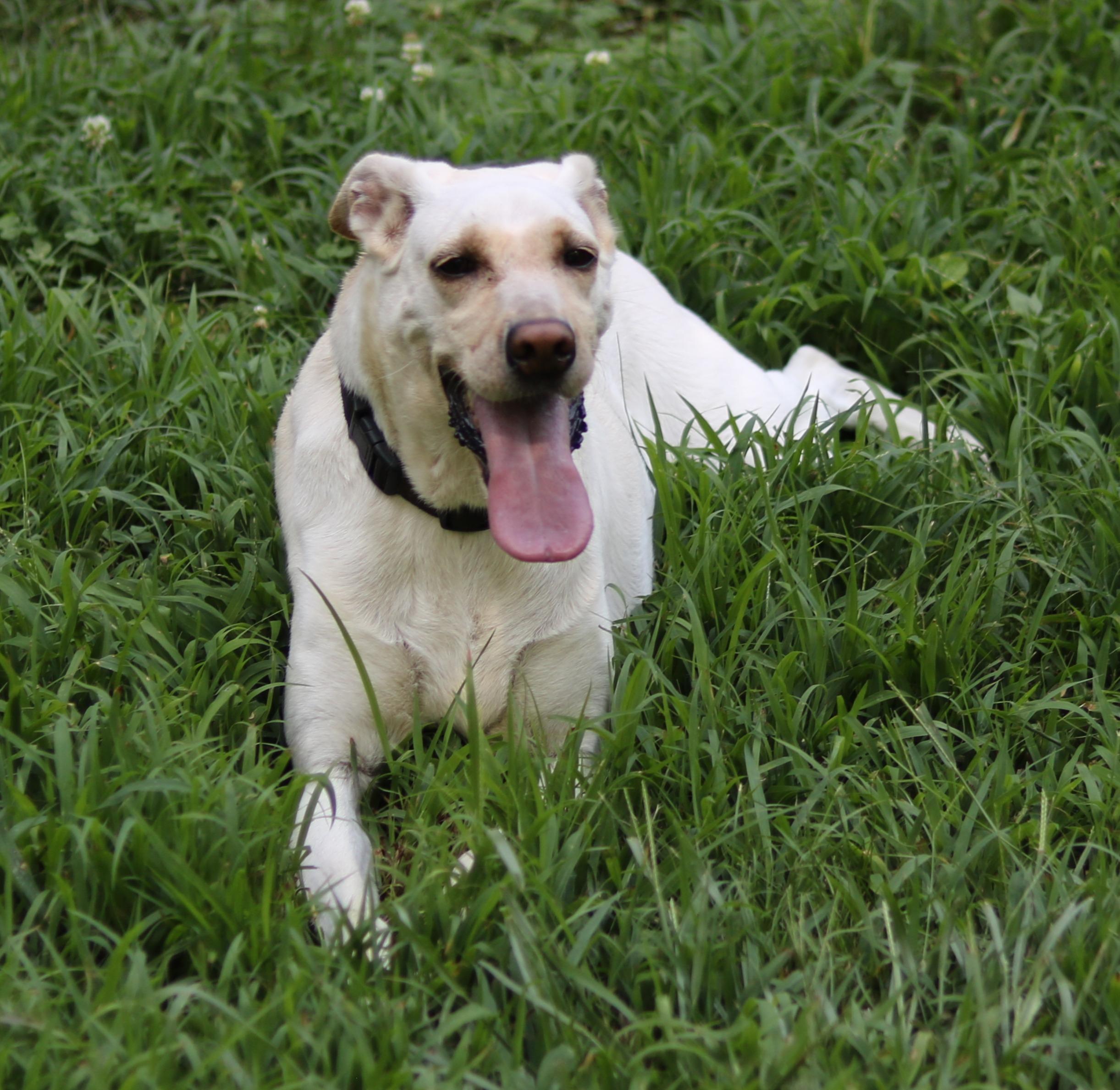Lucy, a ADOPTABLE mixed breed in Cedartown, GA image 4/5