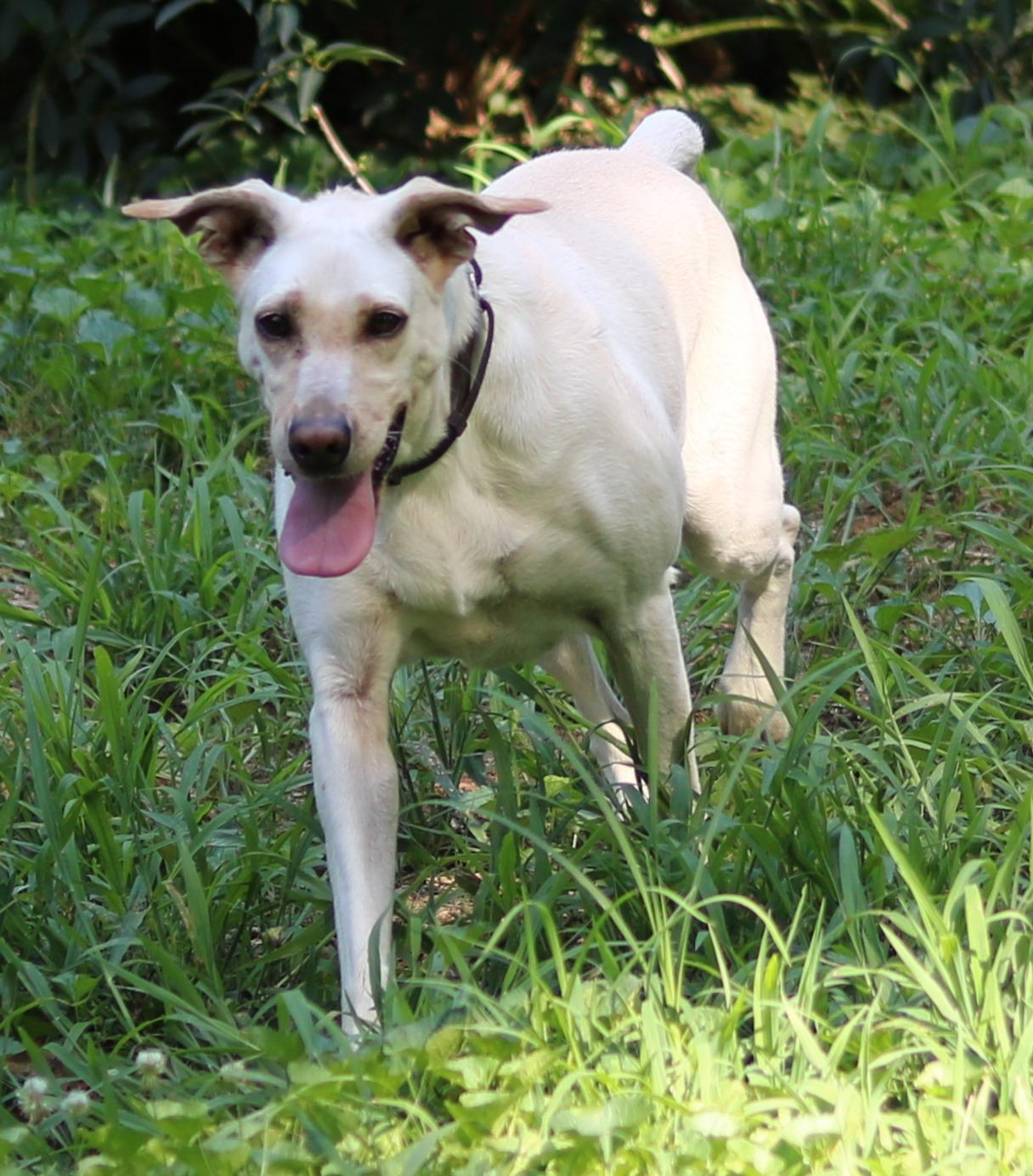 Lucy, a ADOPTABLE mixed breed in Cedartown, GA image 3/5