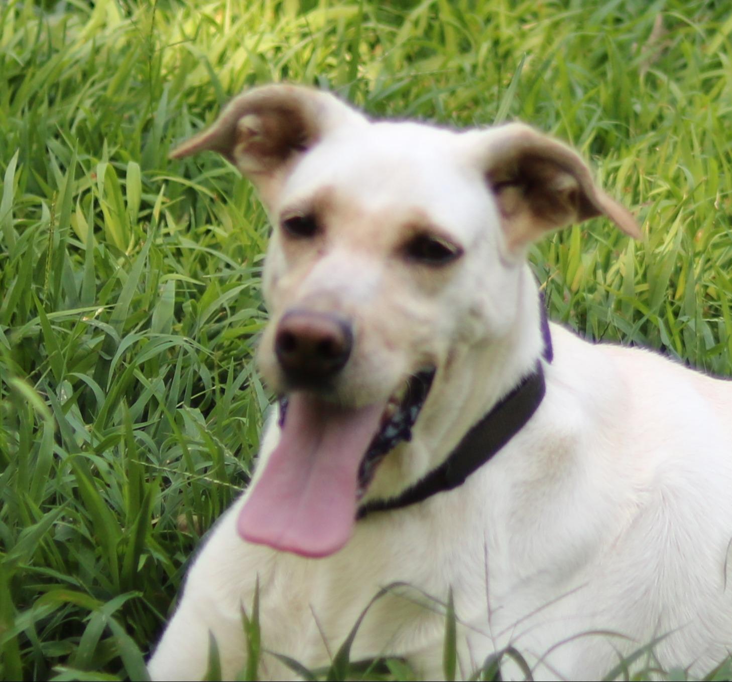 Lucy, a ADOPTABLE mixed breed in Cedartown, GA image 1/5