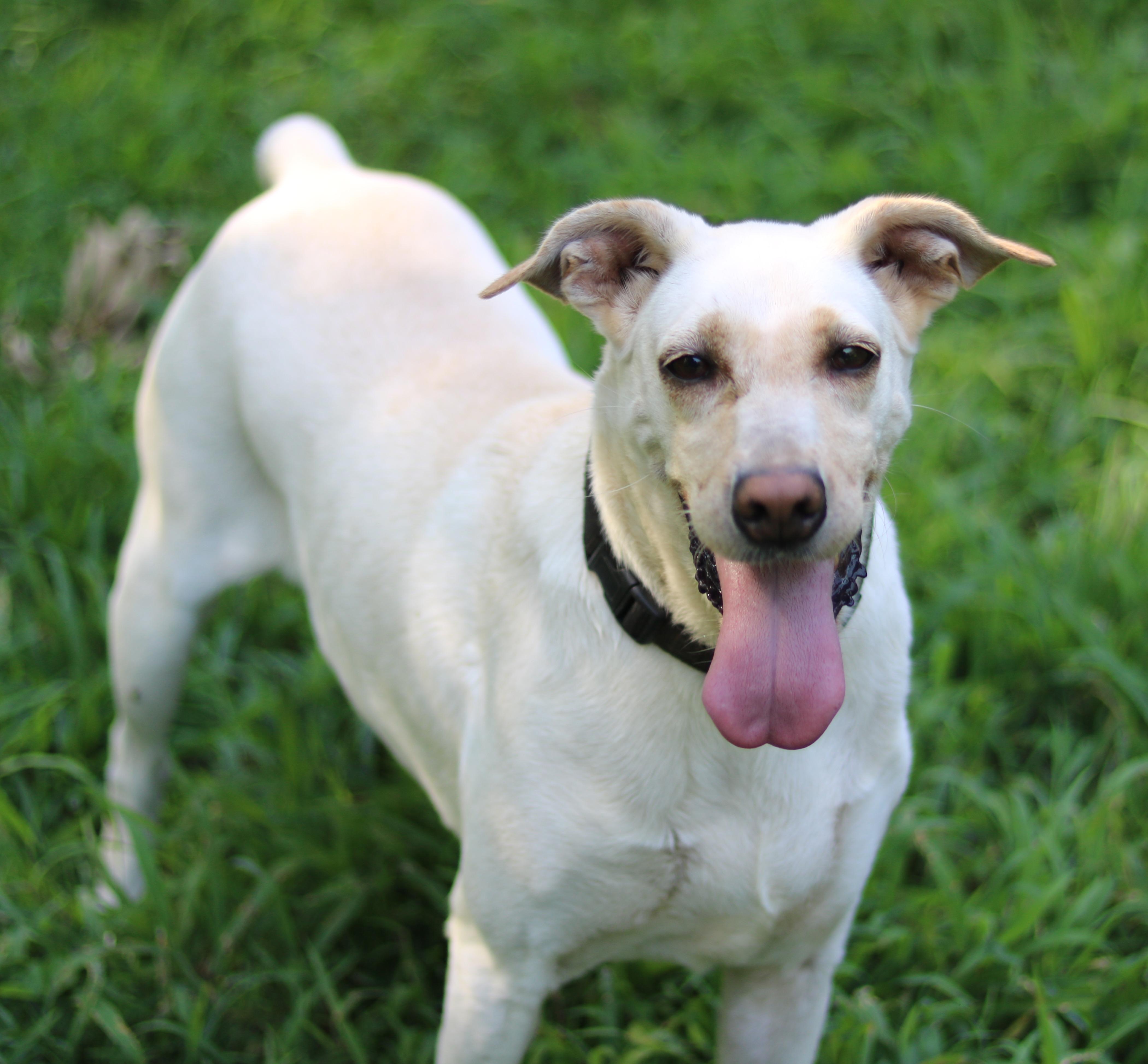 Lucy, a ADOPTABLE mixed breed in Cedartown, GA image 2/5