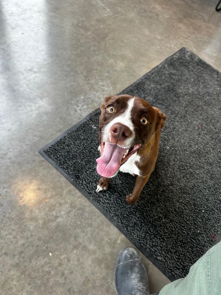 Hollie, Adoptable, Young Female American Staffordshire Terrier & Mixed Breed.