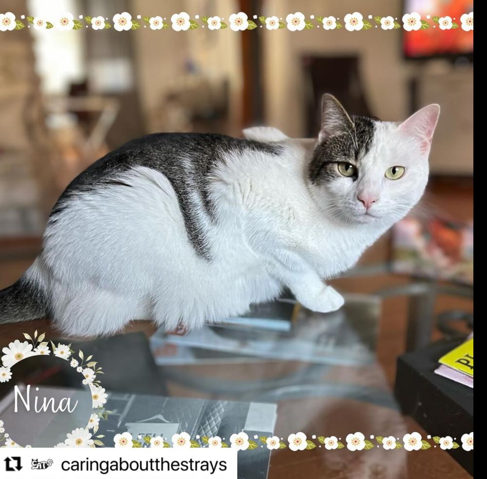 Enlarge Nina, a Adoptable American Shorthair in Westwood, NJ image 1/6