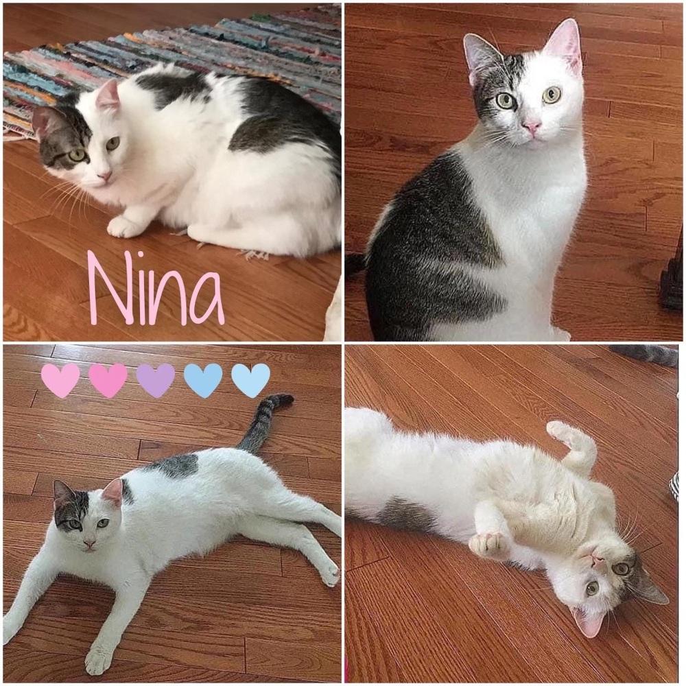 Enlarge Nina, a Adoptable American Shorthair in Westwood, NJ image 2/6