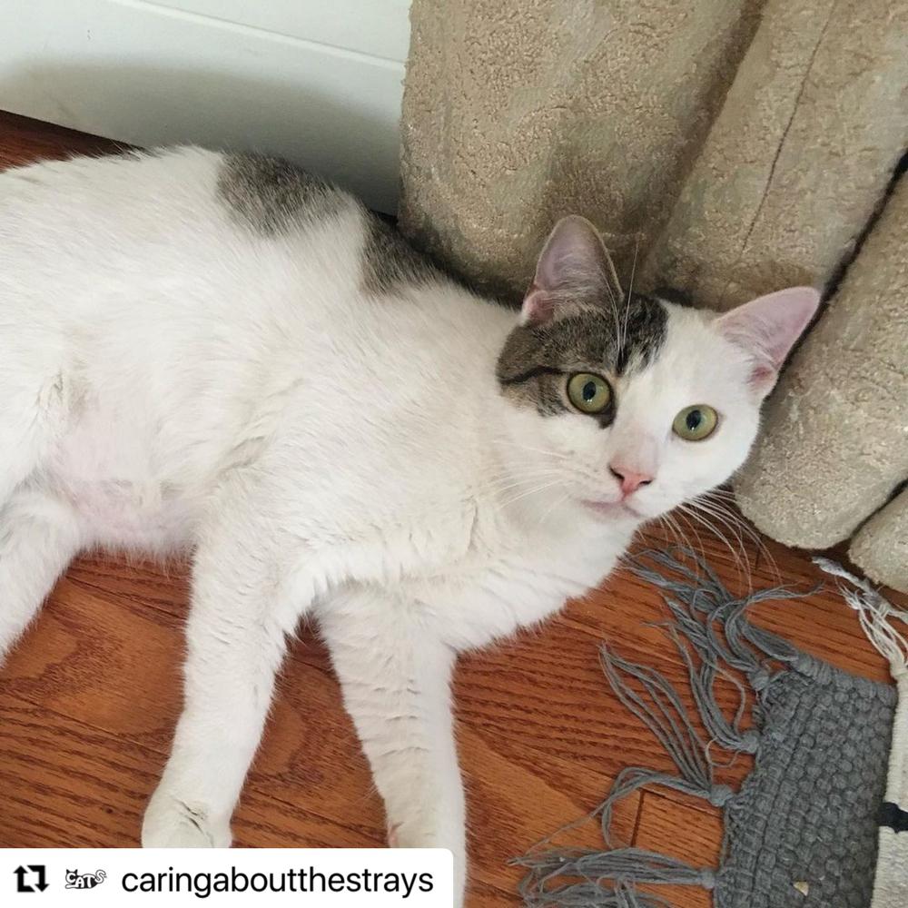 Enlarge Nina, a Adoptable American Shorthair in Westwood, NJ image 5/6