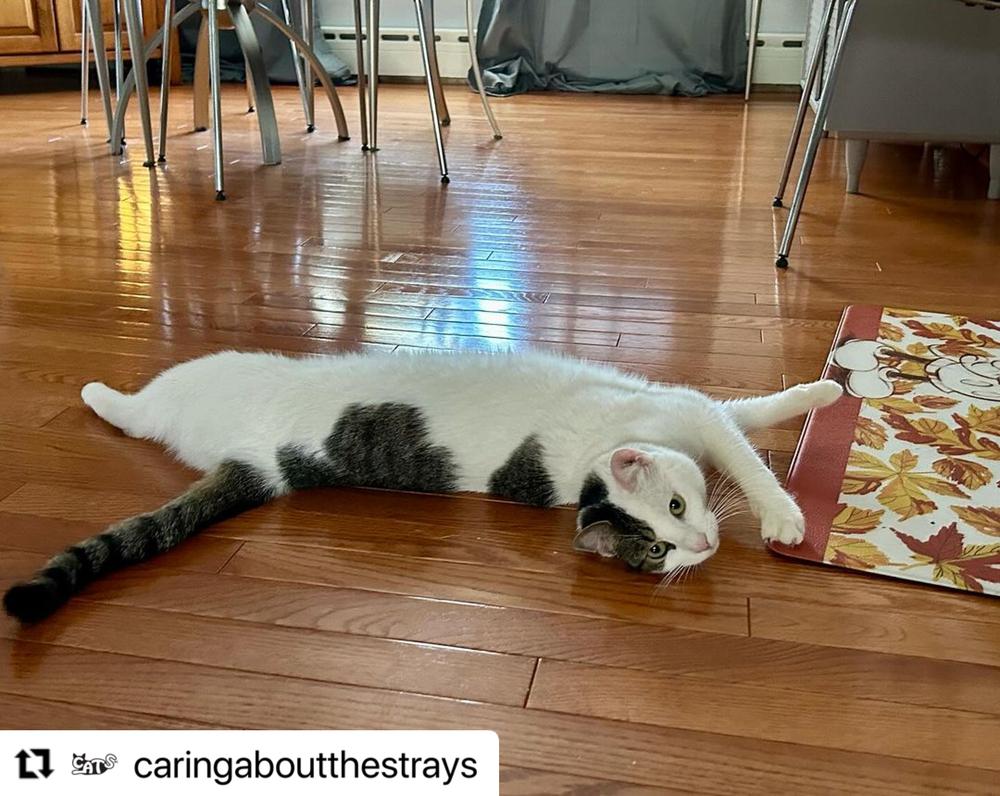 Enlarge Nina, a Adoptable American Shorthair in Westwood, NJ image 6/6