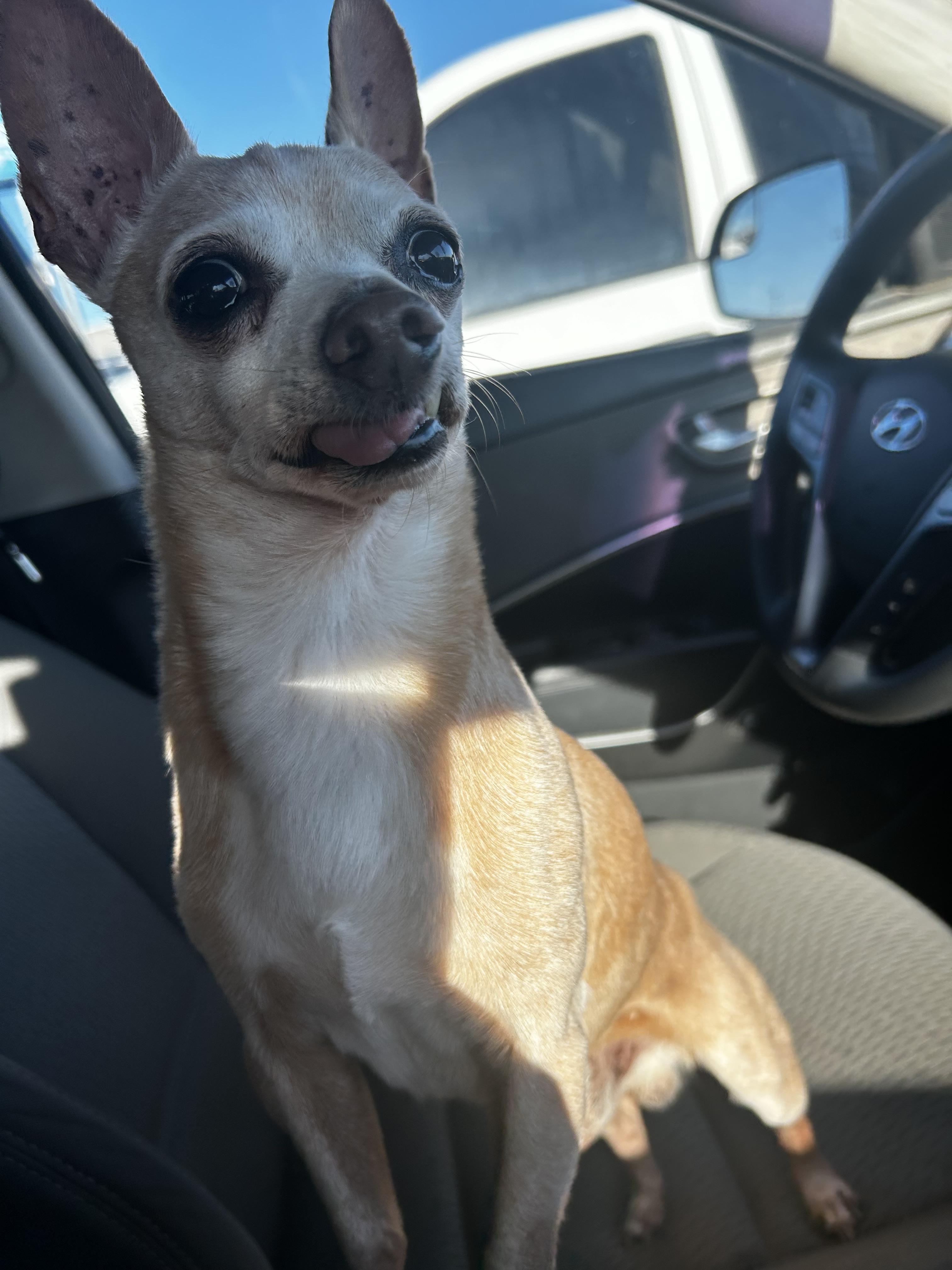 Enlarge Bernie, an adopted Chihuahua in Carnegie, OK image 3/3