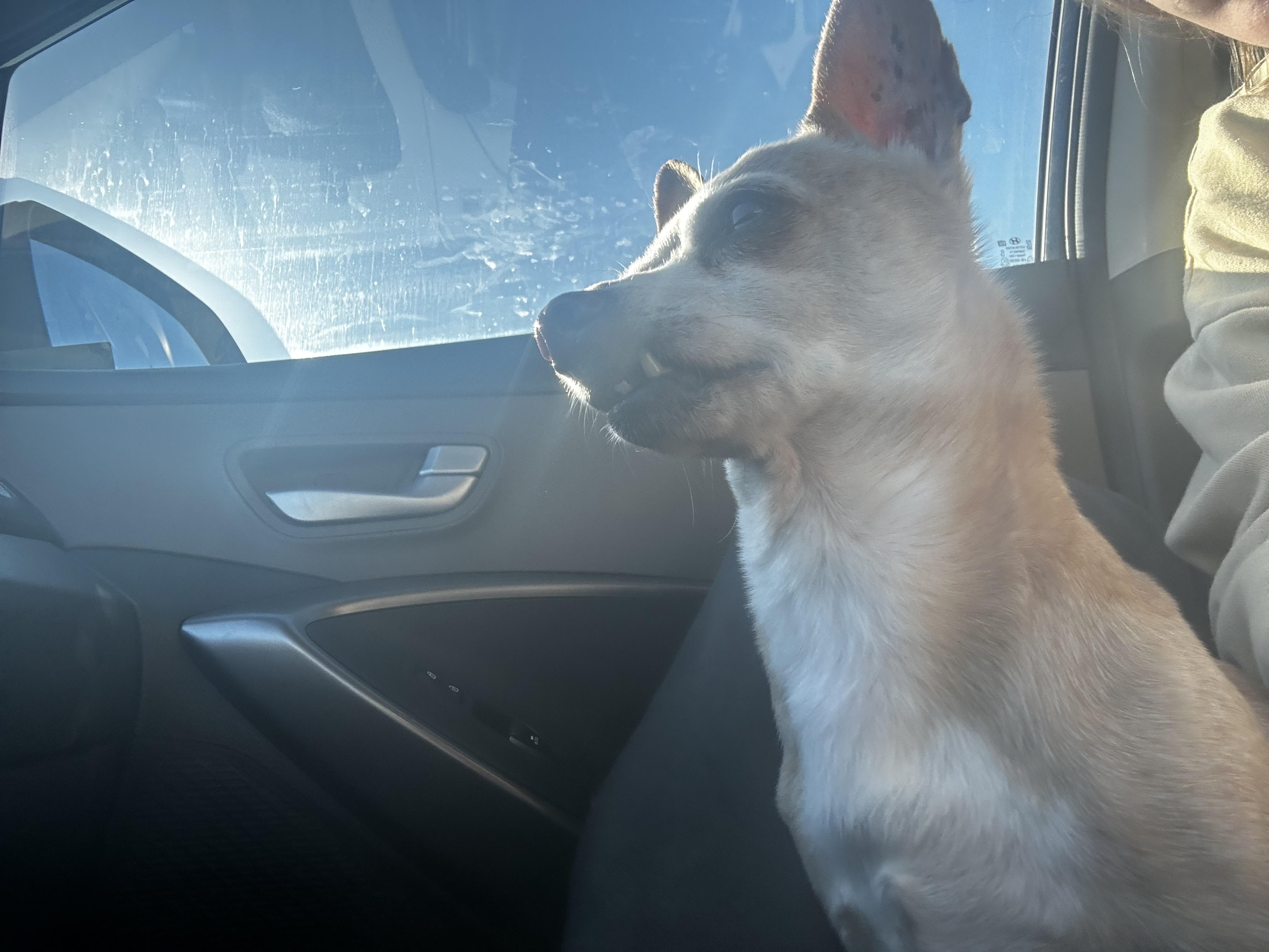 Enlarge Bernie, an adopted Chihuahua in Carnegie, OK image 2/3