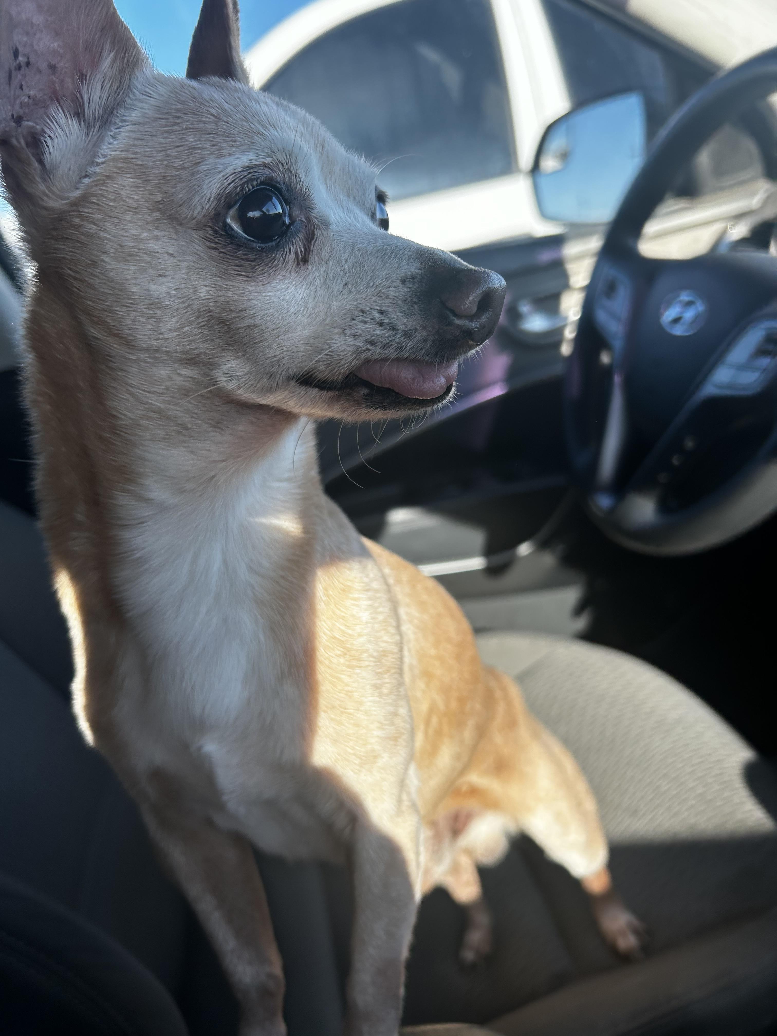 Bernie, adopted, Senior Male Chihuahua.