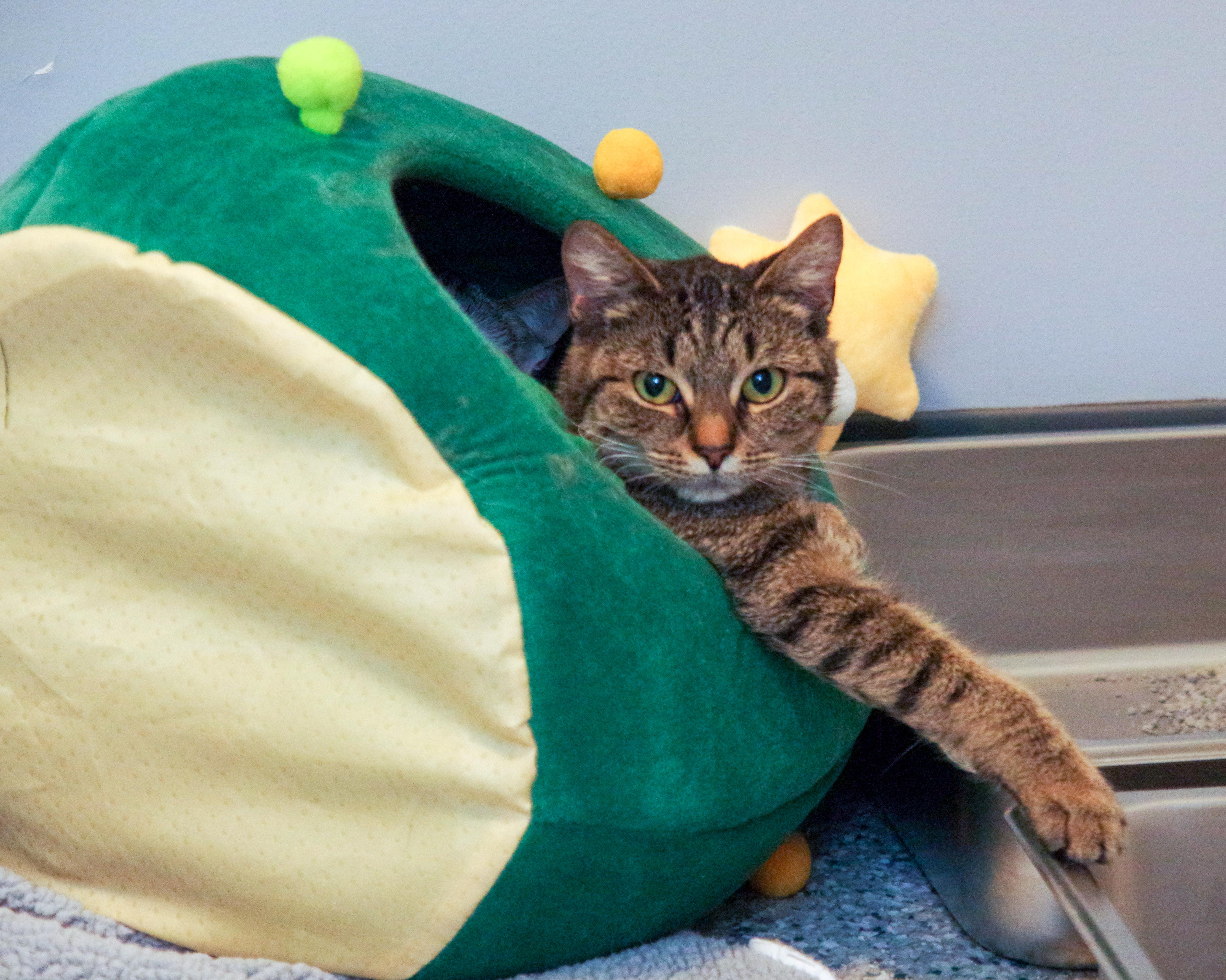 Tiggs and Violet , a Adoptable American Shorthair in Scituate, MA image 3/3