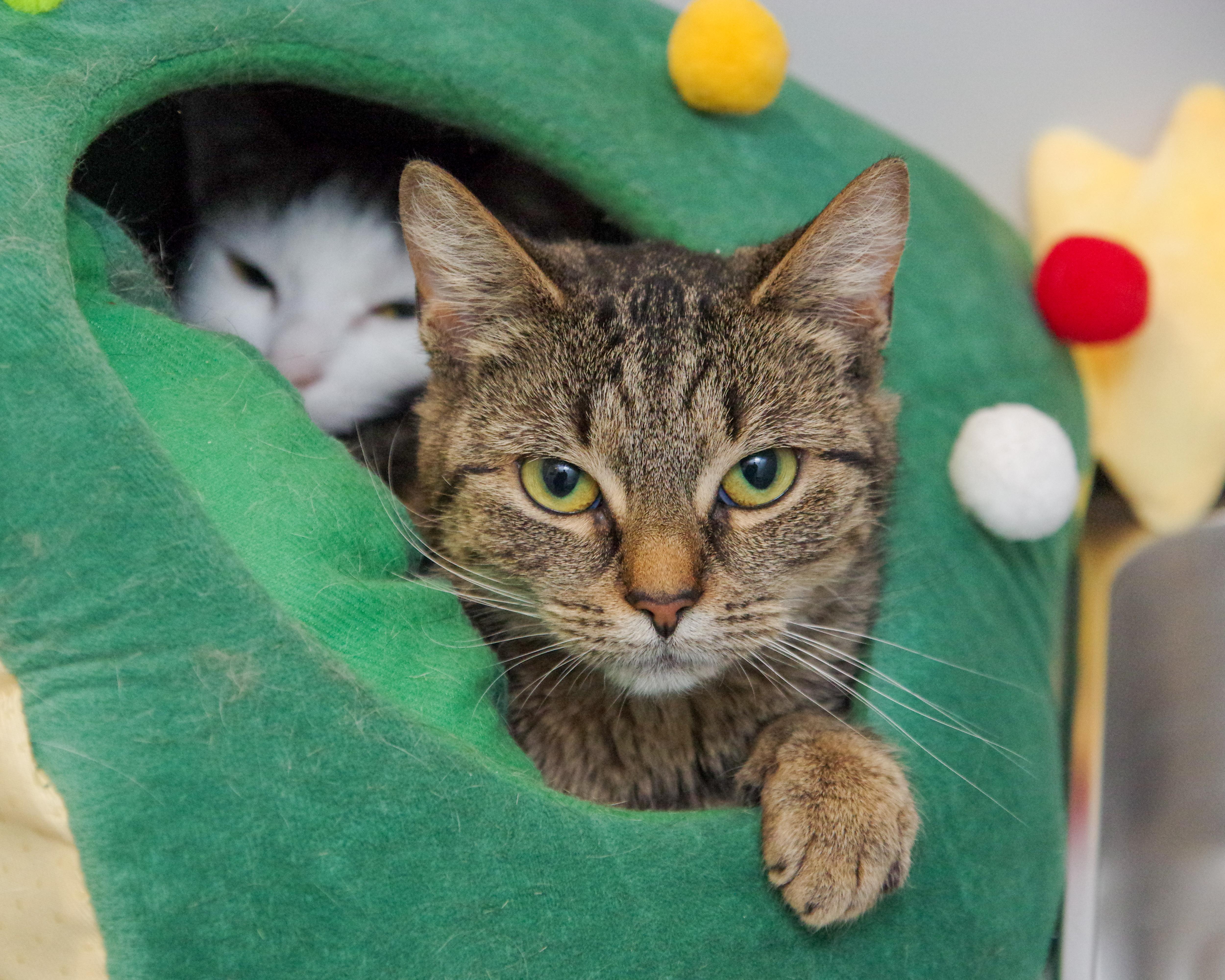 Tiggs and Violet , Adoptable, Adult Female American Shorthair.