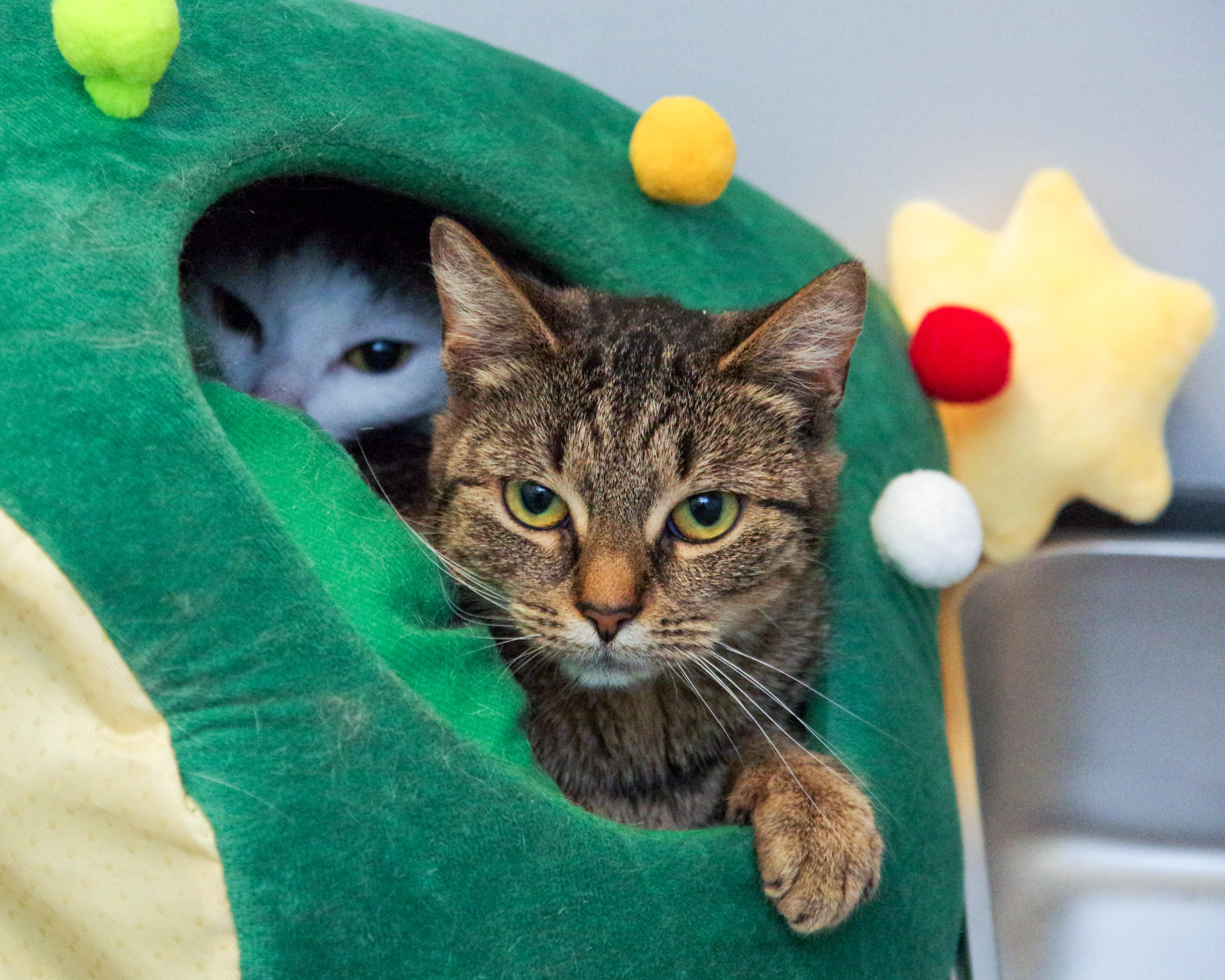 Tiggs and Violet , a Adoptable American Shorthair in Scituate, MA image 2/3